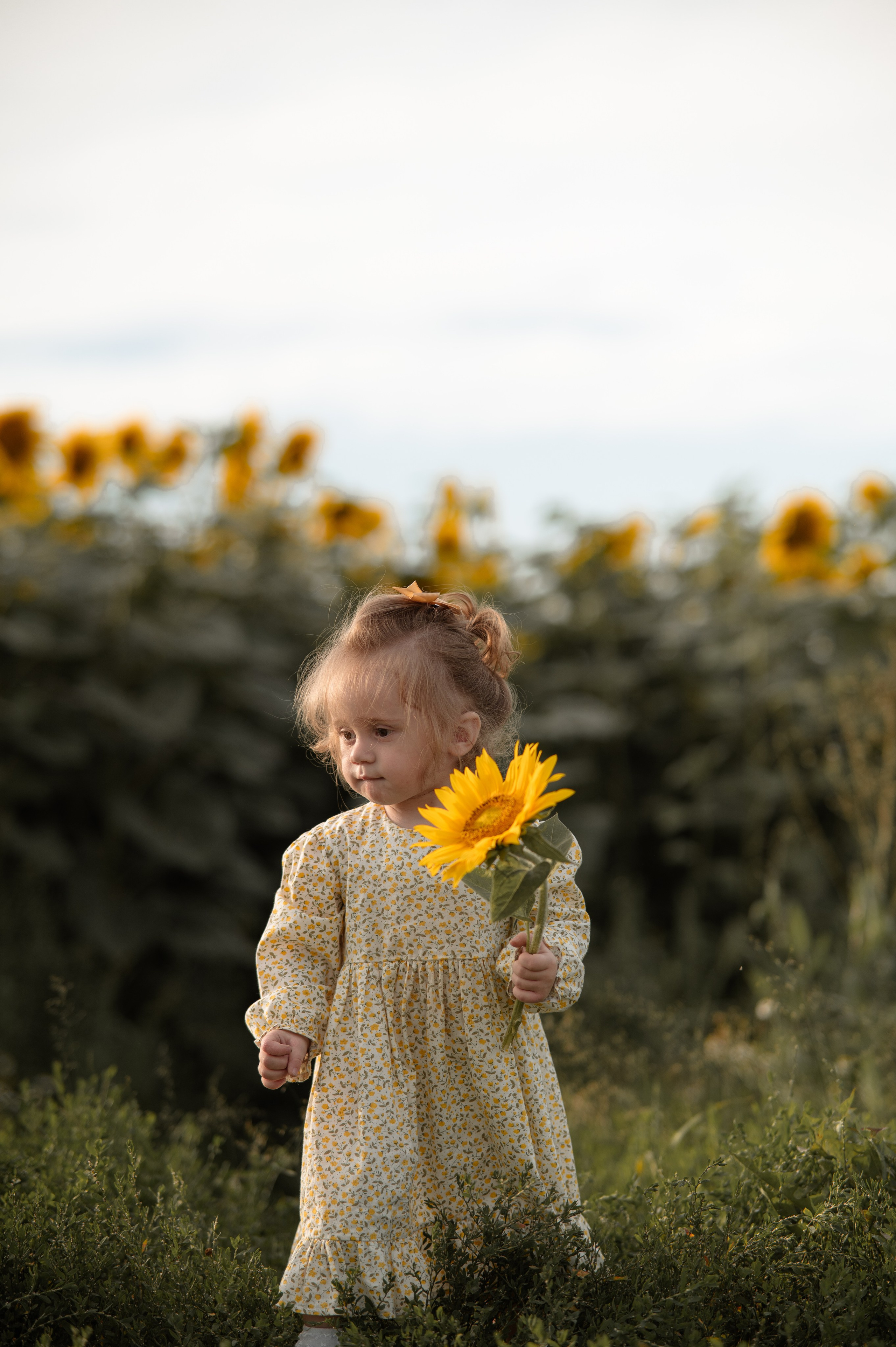 Подсолнухи. Фотограф Юлия Дубровская | Тула — свадьбы, семьи, детские съёмки
