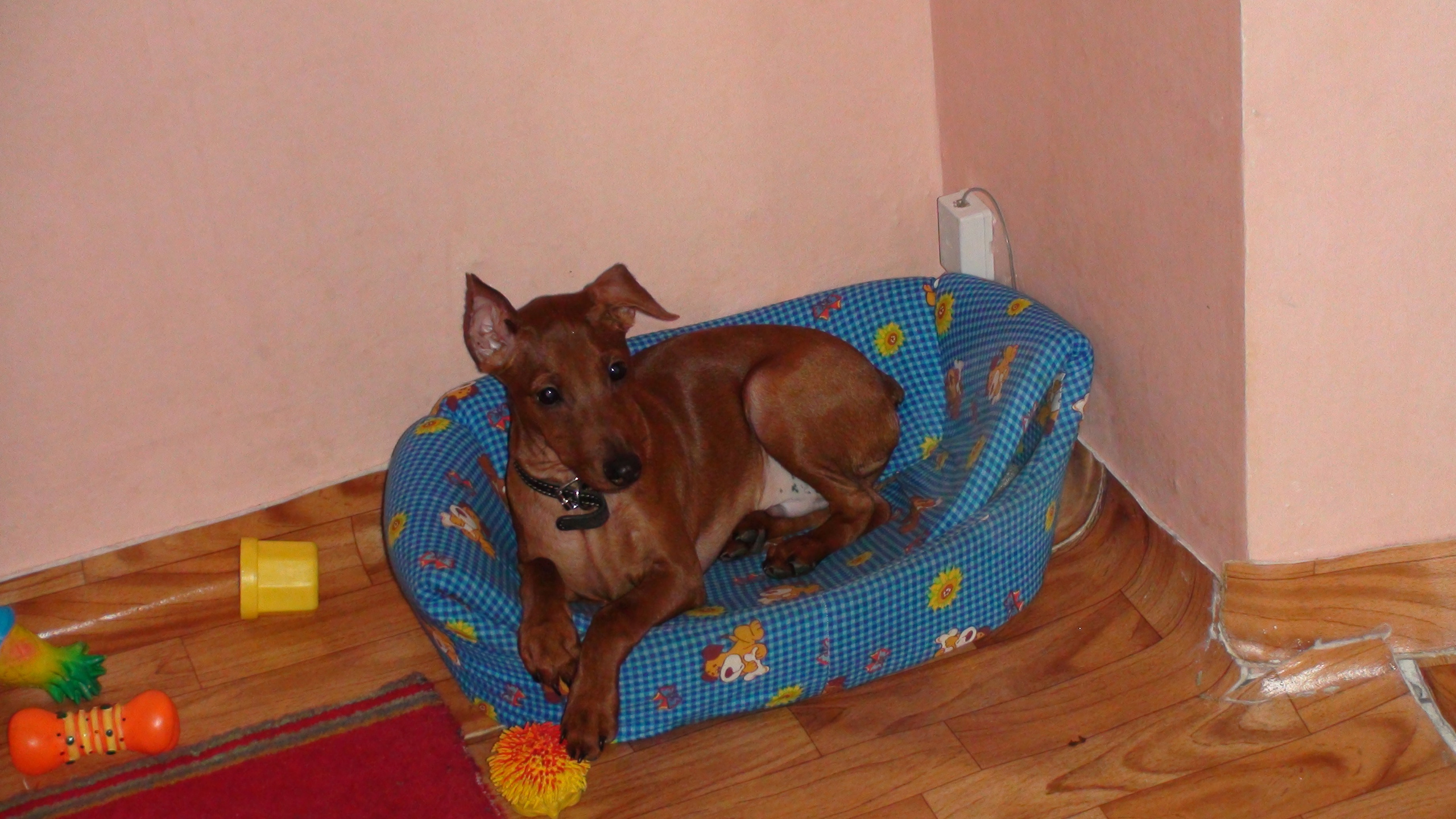 Соня ДР 11 лет 19.03.2011. Семейный, Свадебный фотограф СПБ Питер— Романова Екатерина