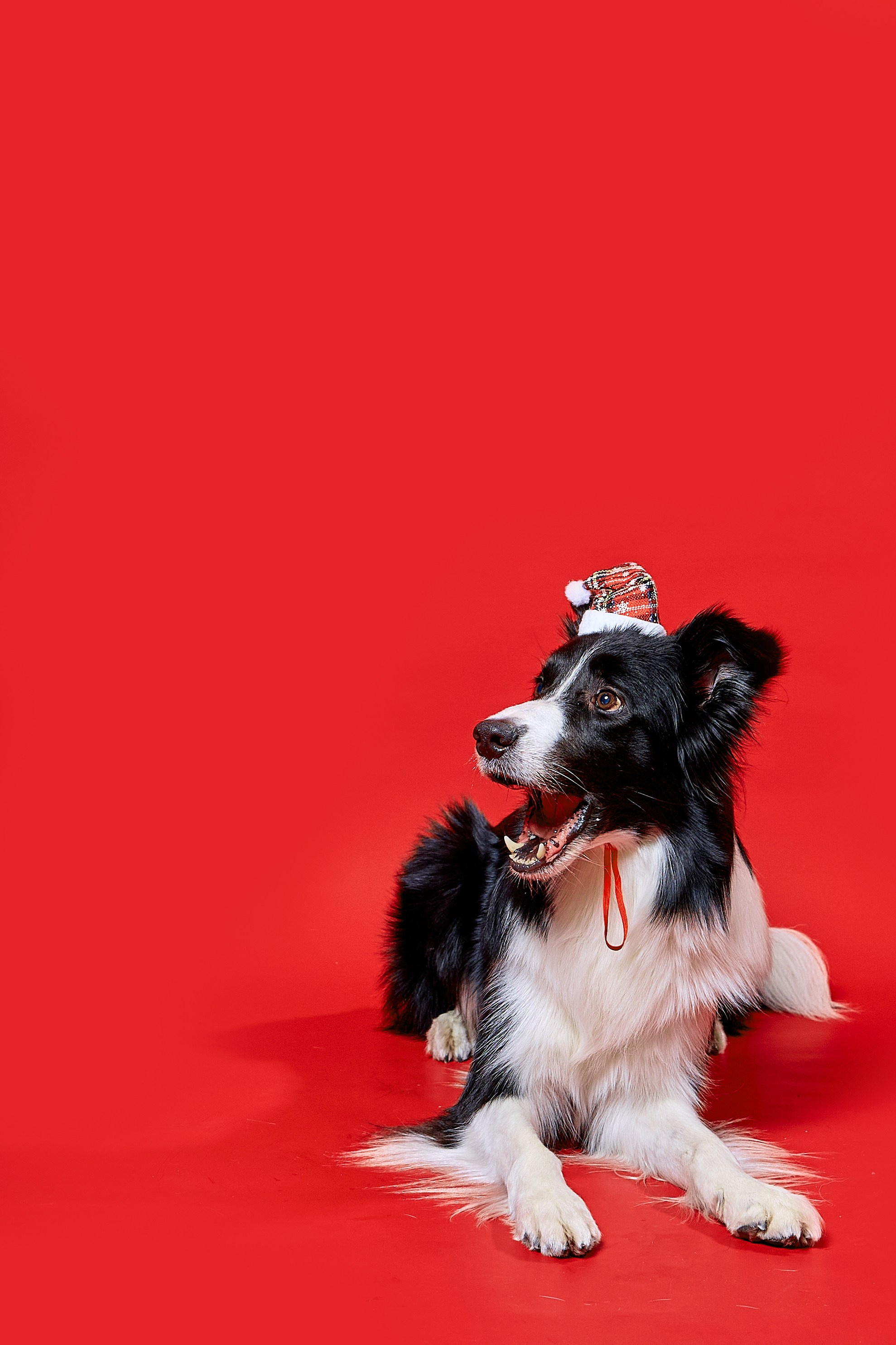 Фотосъёмка животных. Предметный и репортажный фотограф Алексей Кротов