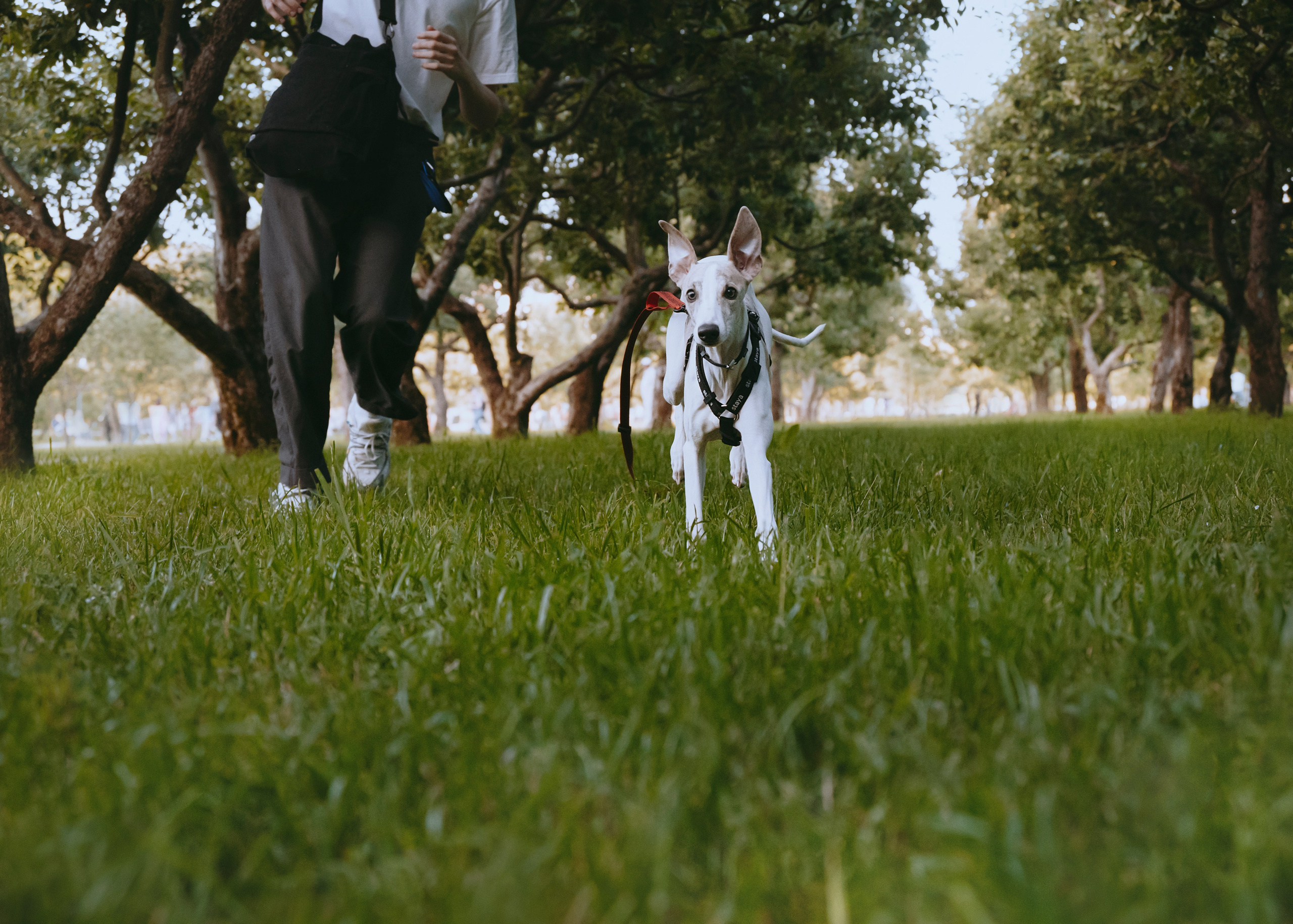 Ветка. Фотограф- анималист Александра Матвеева