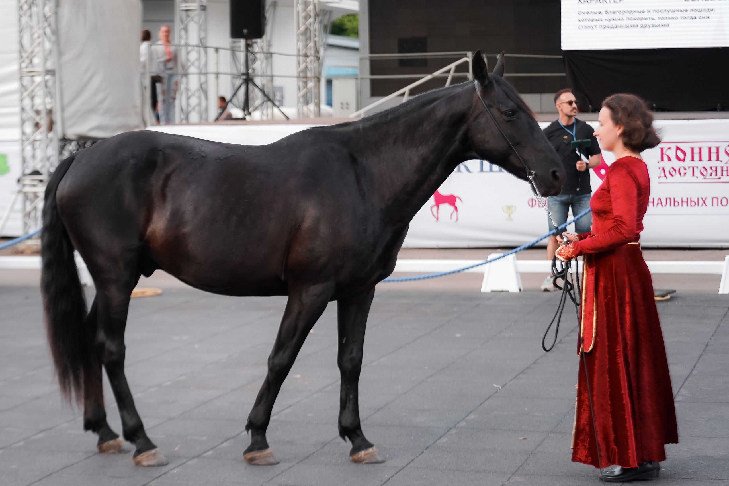 Фестиваль национальных пород лошадей в Парке Сокольники. Фотограф-анималист, портретный фотограф в Чебоксарах Мария Садыкова