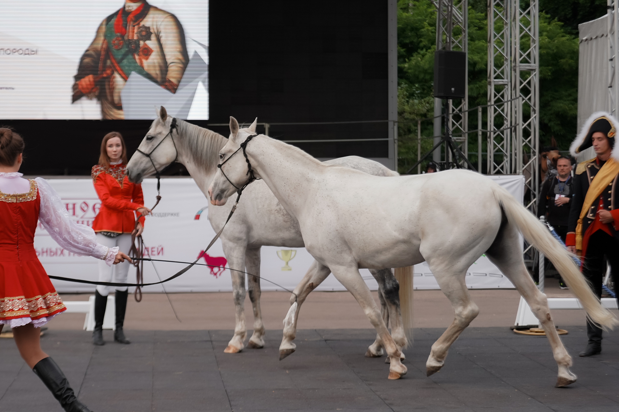 Фестиваль национальных пород лошадей в Парке Сокольники. Фотограф-анималист, портретный фотограф в Чебоксарах Мария Садыкова