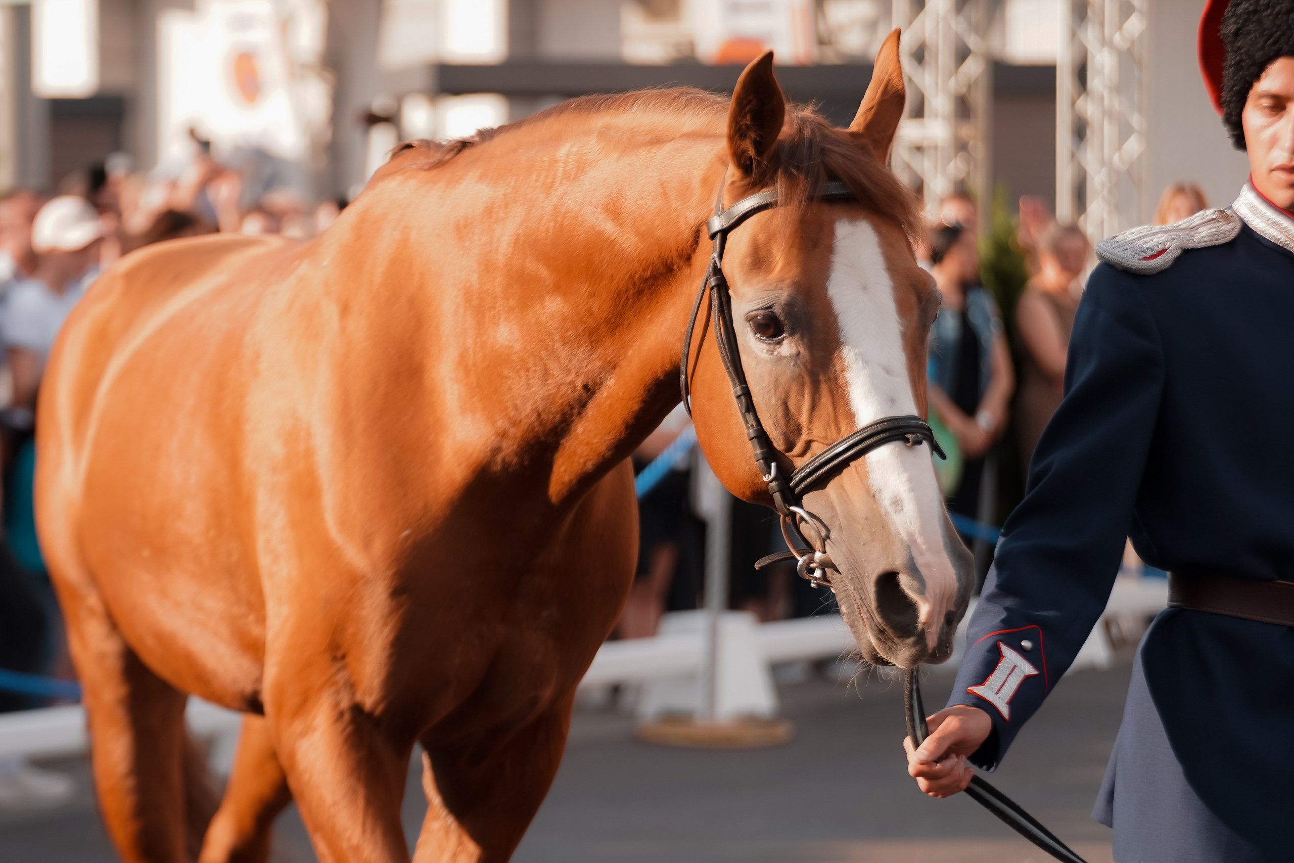 Фестиваль национальных пород лошадей в Парке Сокольники. Фотограф-анималист, портретный фотограф в Чебоксарах Мария Садыкова
