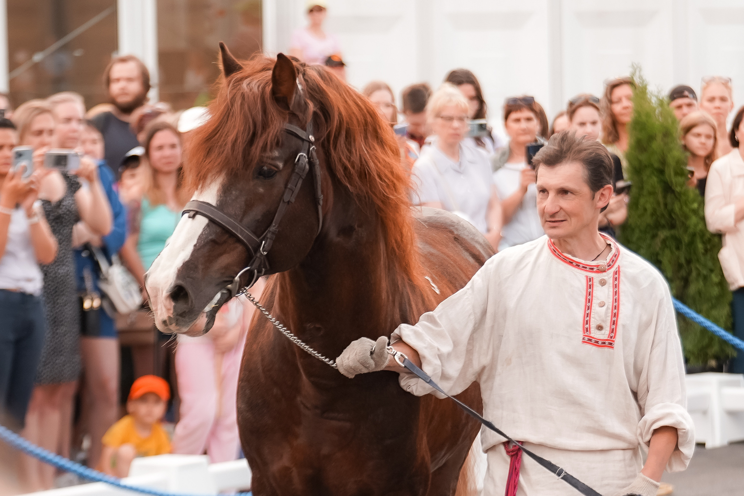 Фестиваль национальных пород лошадей в Парке Сокольники. Фотограф-анималист, портретный фотограф в Чебоксарах Мария Садыкова