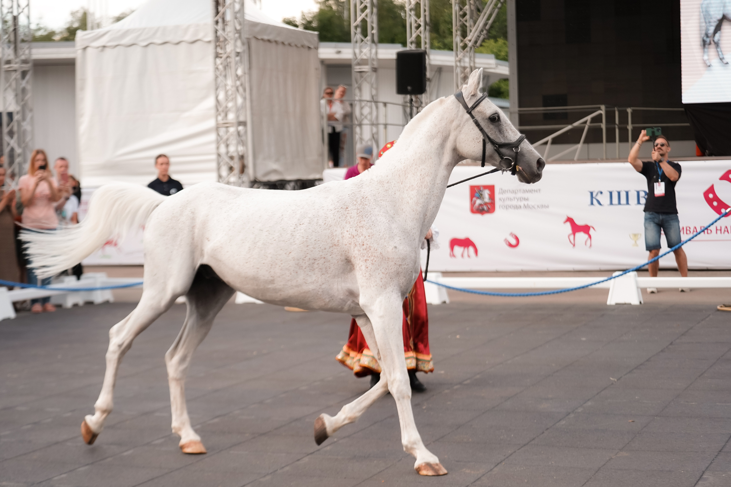 Фестиваль национальных пород лошадей в Парке Сокольники. Фотограф-анималист, портретный фотограф в Чебоксарах Мария Садыкова