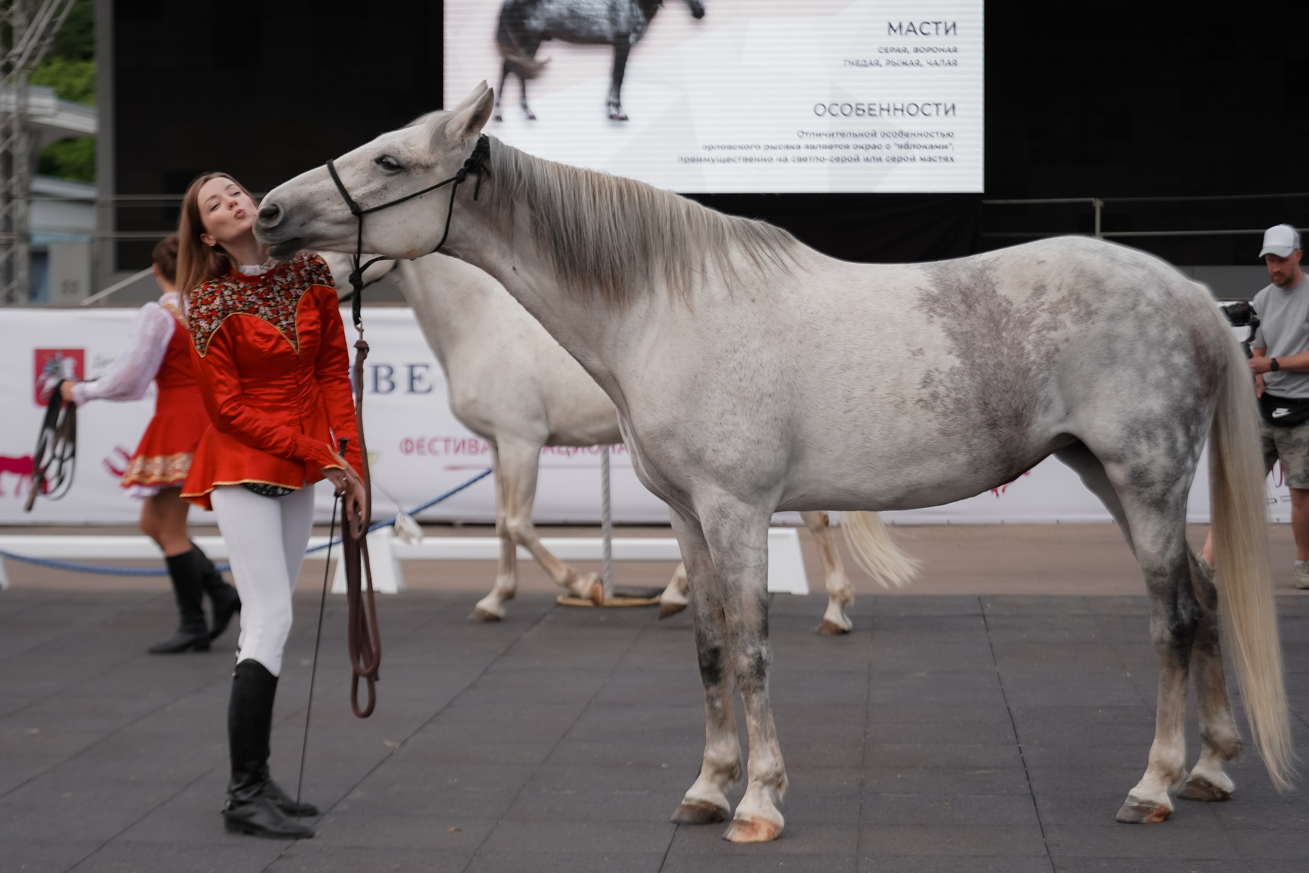 Фестиваль национальных пород лошадей в Парке Сокольники. Фотограф-анималист, портретный фотограф в Чебоксарах Мария Садыкова