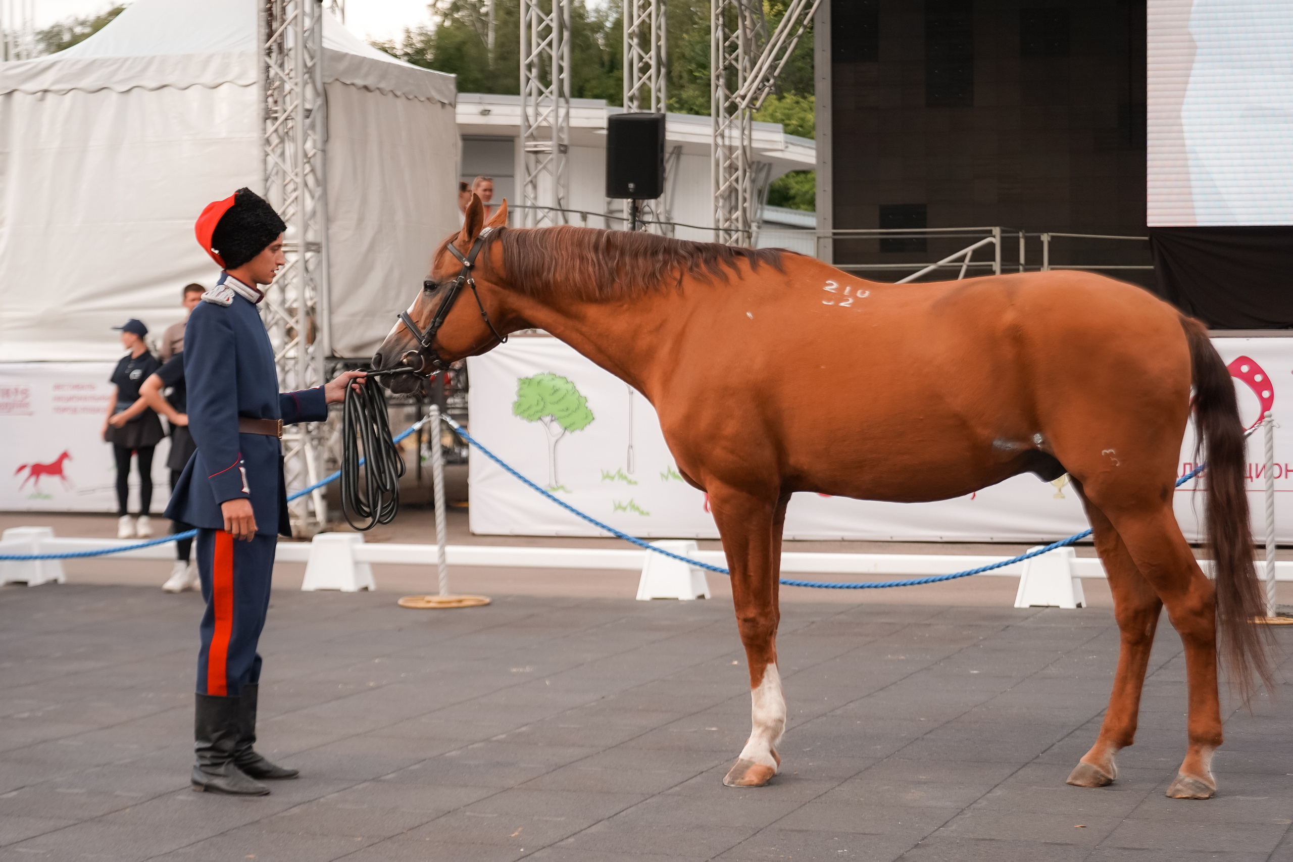 Фестиваль национальных пород лошадей в Парке Сокольники. Фотограф-анималист, портретный фотограф в Чебоксарах Мария Садыкова