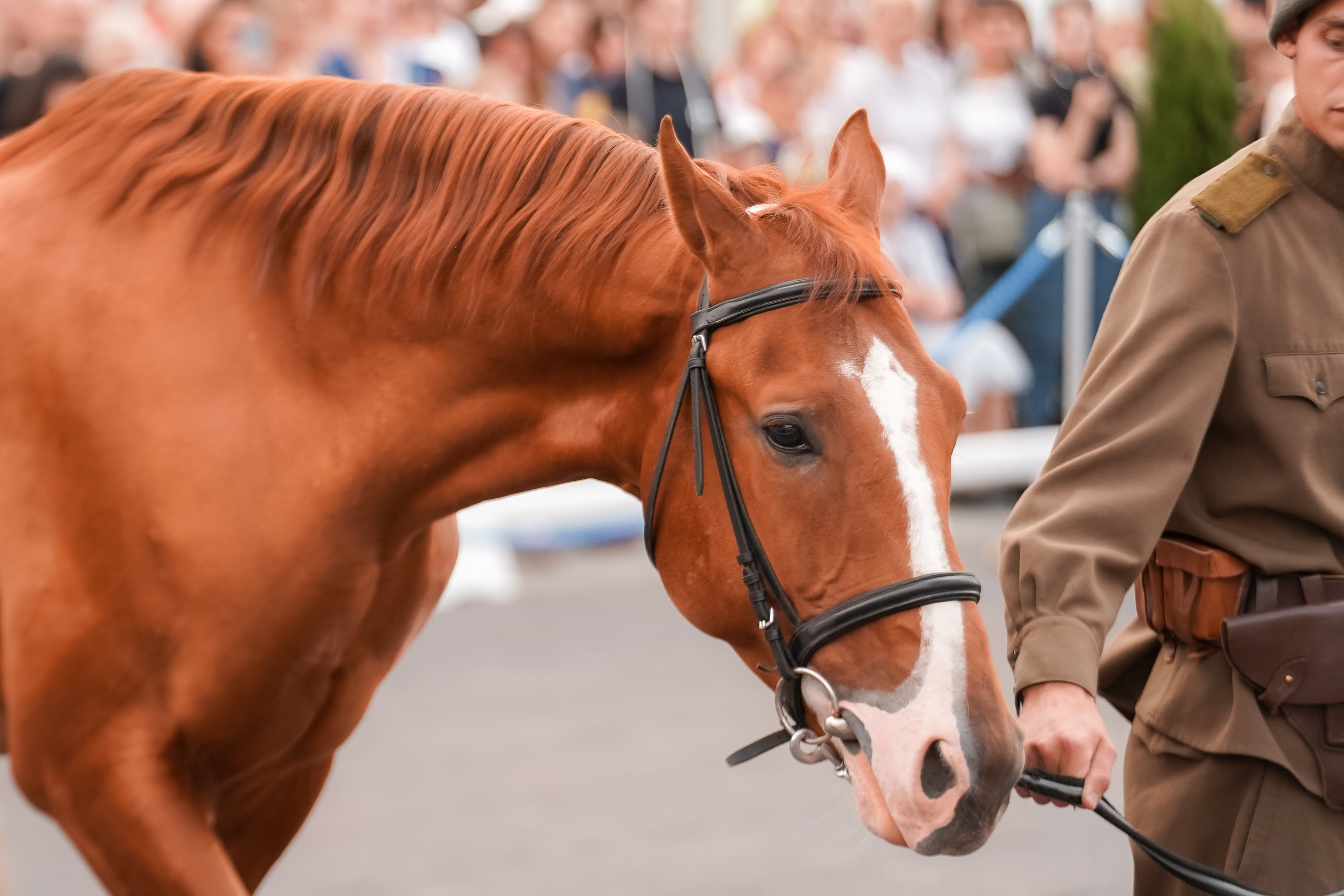 Фестиваль национальных пород лошадей в Парке Сокольники. Фотограф-анималист, портретный фотограф в Чебоксарах Мария Садыкова