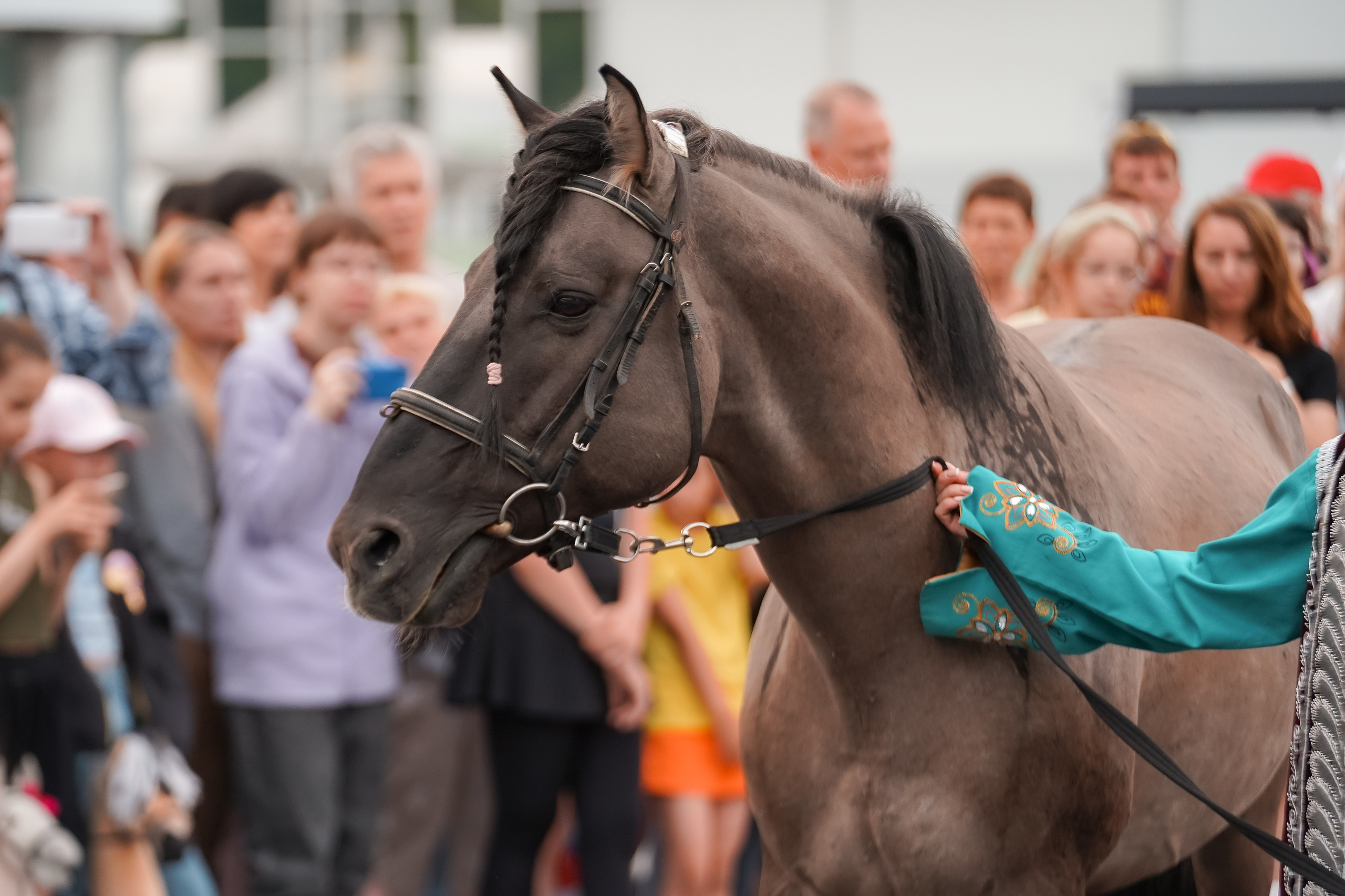 Фестиваль национальных пород лошадей в Парке Сокольники. Фотограф-анималист, портретный фотограф в Чебоксарах Мария Садыкова