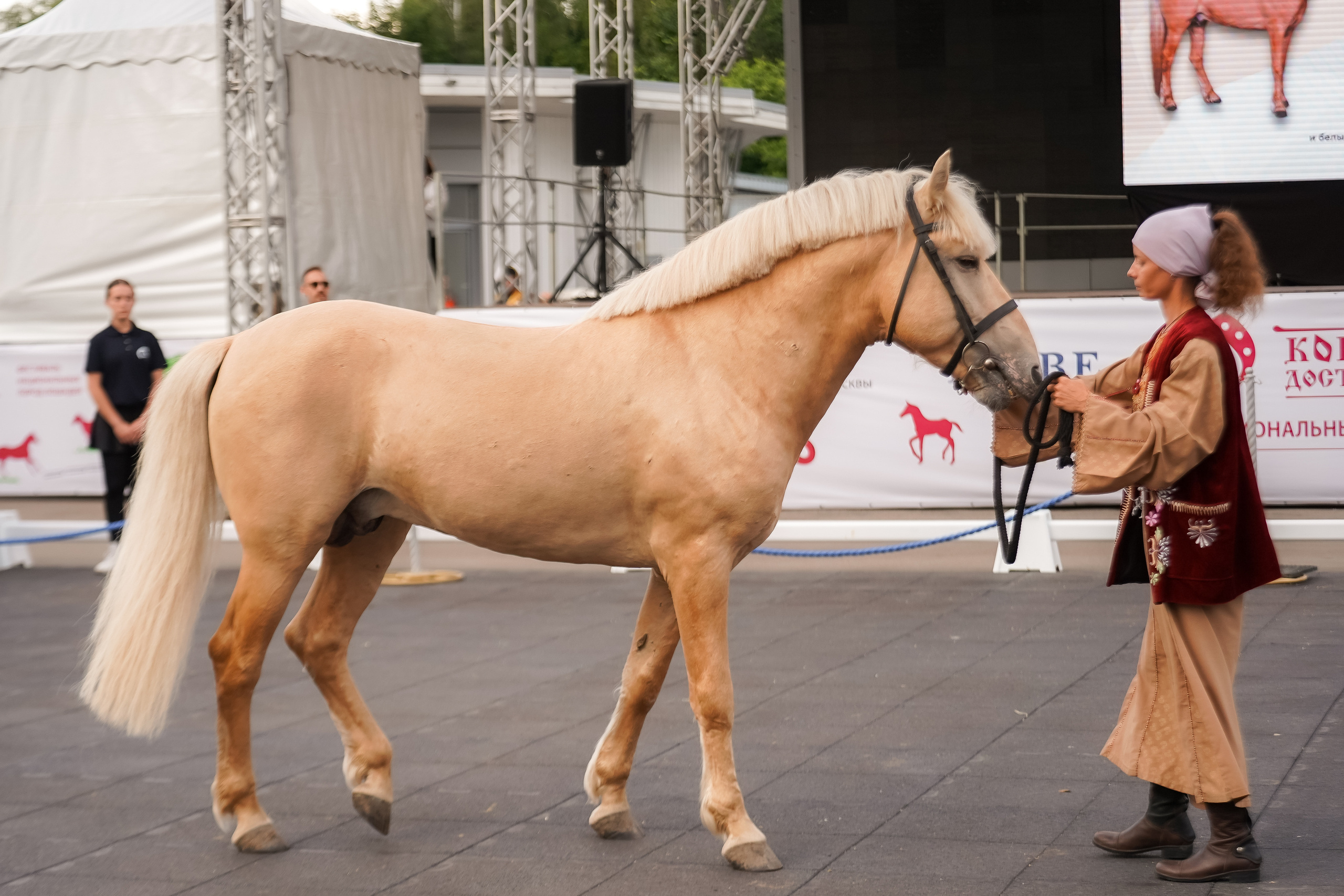 Фестиваль национальных пород лошадей в Парке Сокольники. Фотограф-анималист, портретный фотограф в Чебоксарах Мария Садыкова