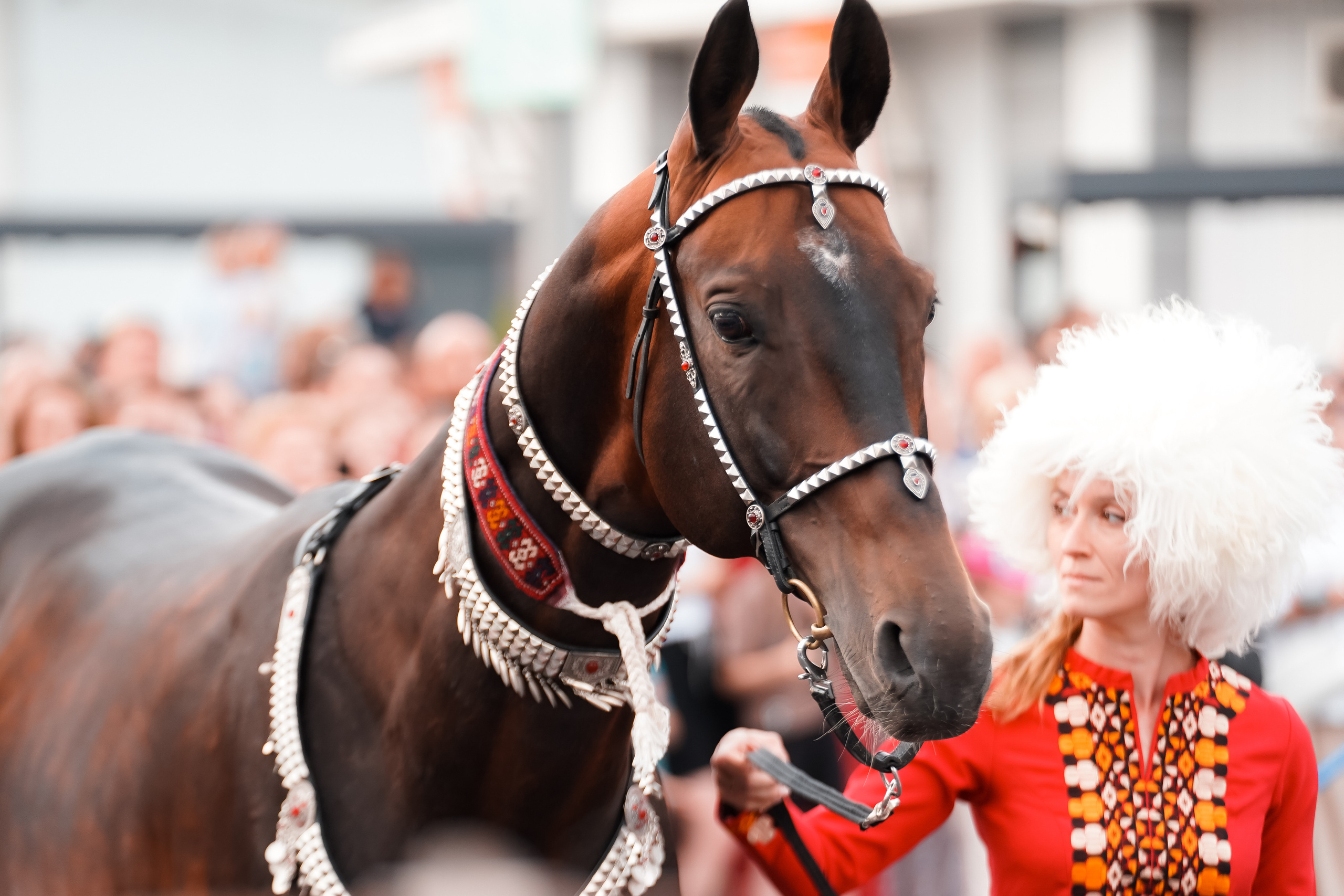 Фестиваль национальных пород лошадей в Парке Сокольники. Фотограф-анималист, портретный фотограф в Чебоксарах Мария Садыкова