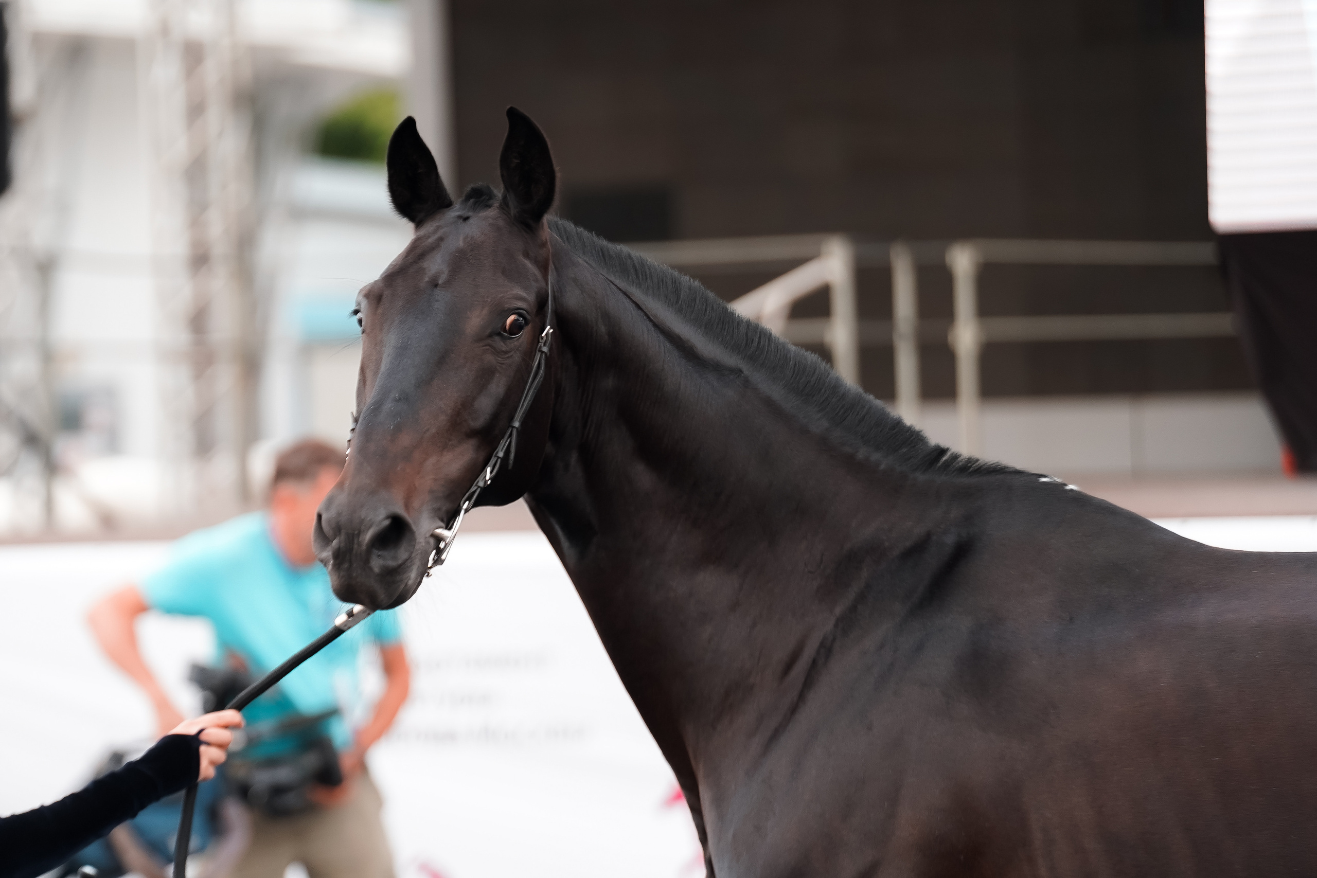 Фестиваль национальных пород лошадей в Парке Сокольники. Фотограф-анималист, портретный фотограф в Чебоксарах Мария Садыкова