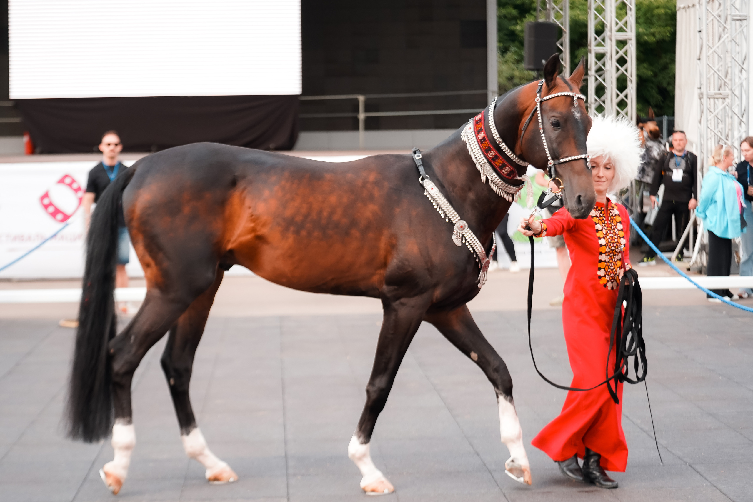 Фестиваль национальных пород лошадей в Парке Сокольники. Фотограф-анималист, портретный фотограф в Чебоксарах Мария Садыкова