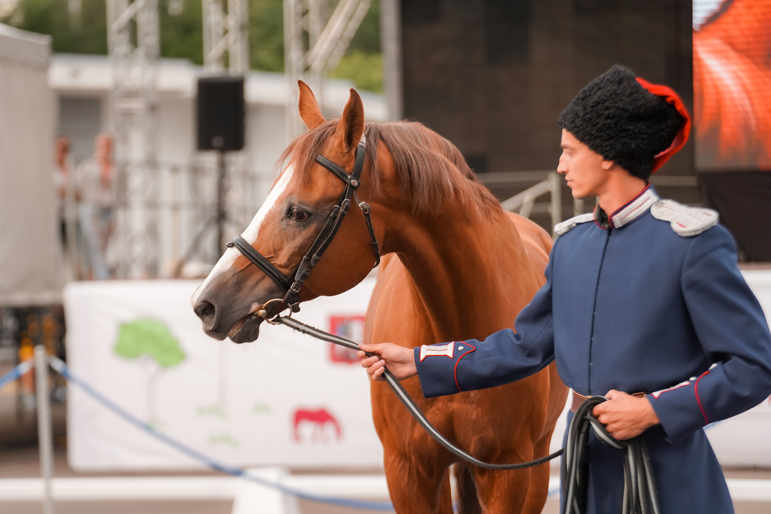 Фестиваль национальных пород лошадей в Парке Сокольники. Фотограф-анималист, портретный фотограф в Чебоксарах Мария Садыкова