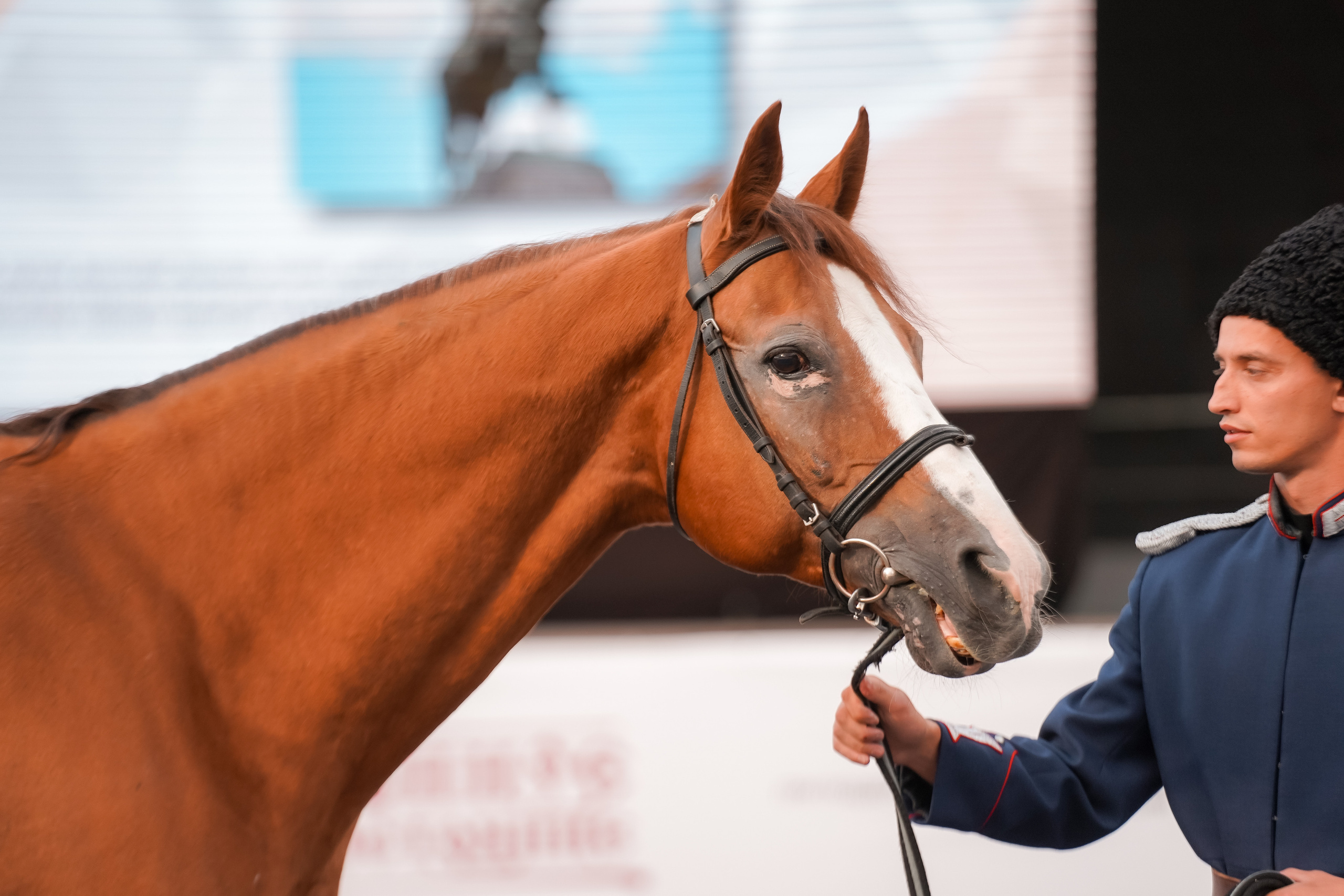 Фестиваль национальных пород лошадей в Парке Сокольники. Фотограф-анималист, портретный фотограф в Чебоксарах Мария Садыкова
