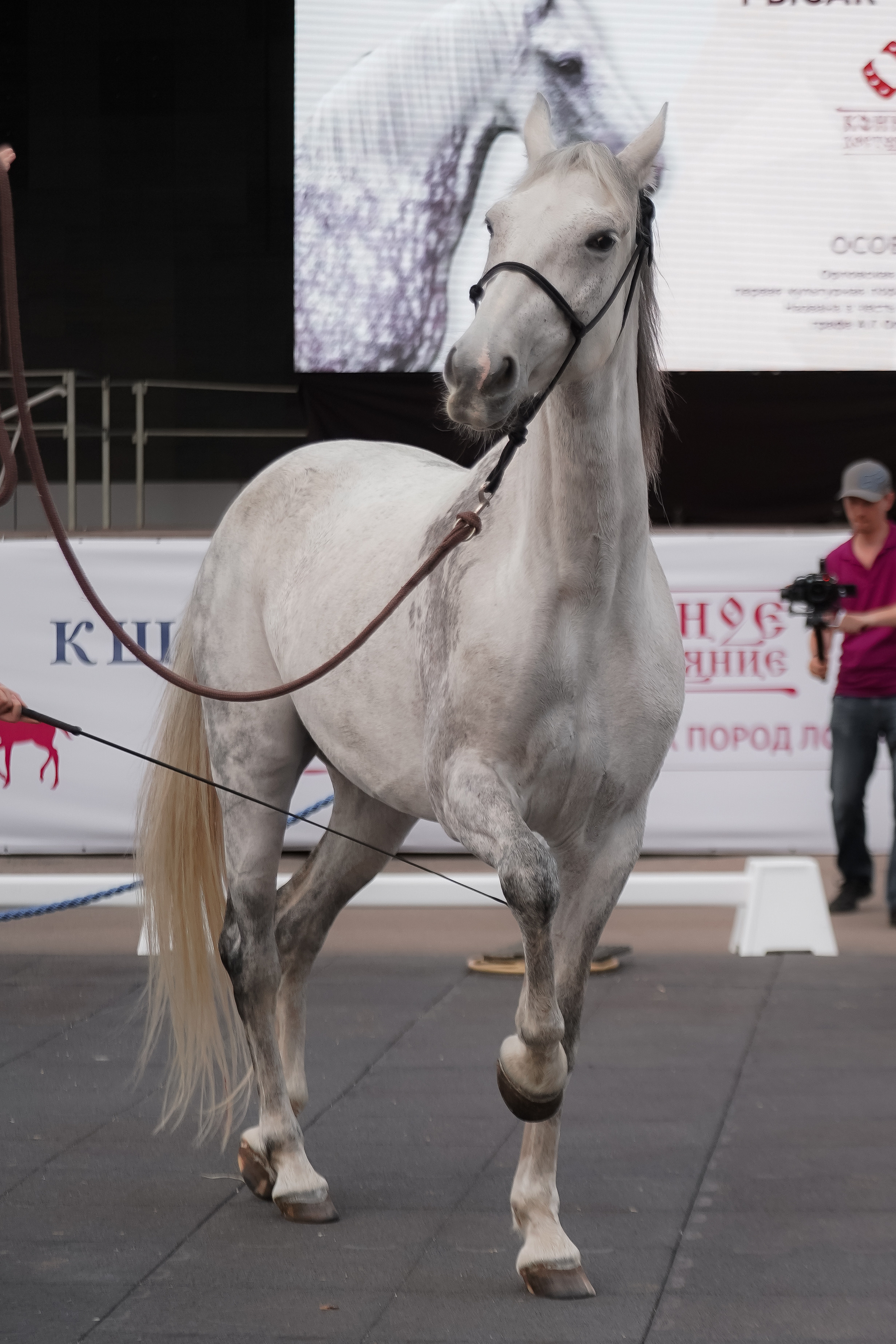 Фестиваль национальных пород лошадей в Парке Сокольники. Фотограф-анималист, портретный фотограф в Чебоксарах Мария Садыкова