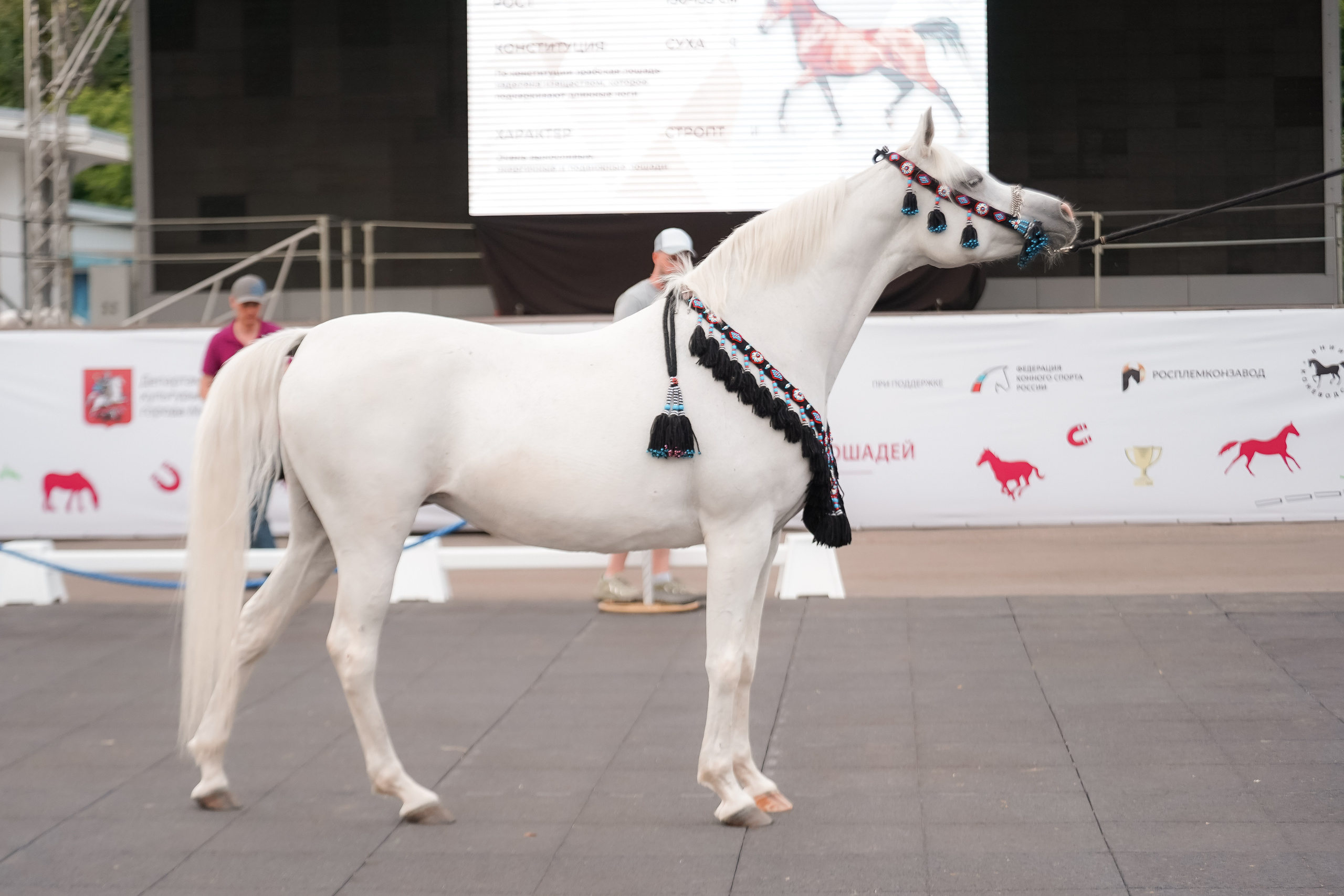 Фестиваль национальных пород лошадей в Парке Сокольники. Фотограф-анималист, портретный фотограф в Чебоксарах Мария Садыкова