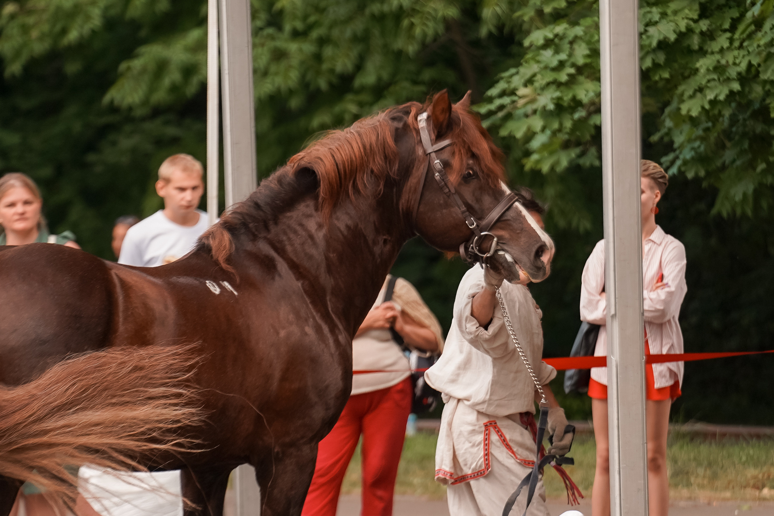 Фестиваль национальных пород лошадей в Парке Сокольники. Фотограф-анималист, портретный фотограф в Чебоксарах Мария Садыкова