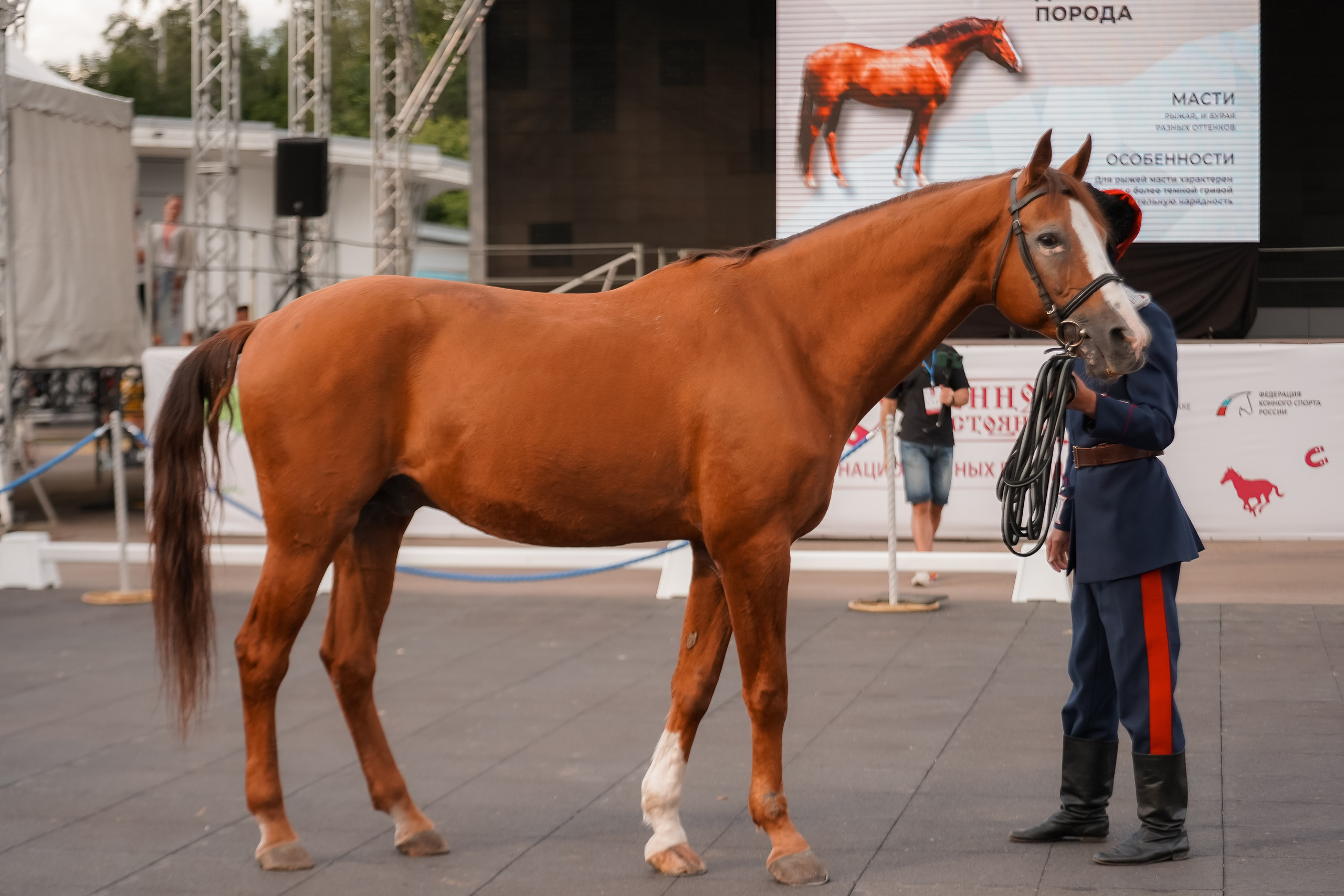 Фестиваль национальных пород лошадей в Парке Сокольники. Фотограф-анималист, портретный фотограф в Чебоксарах Мария Садыкова