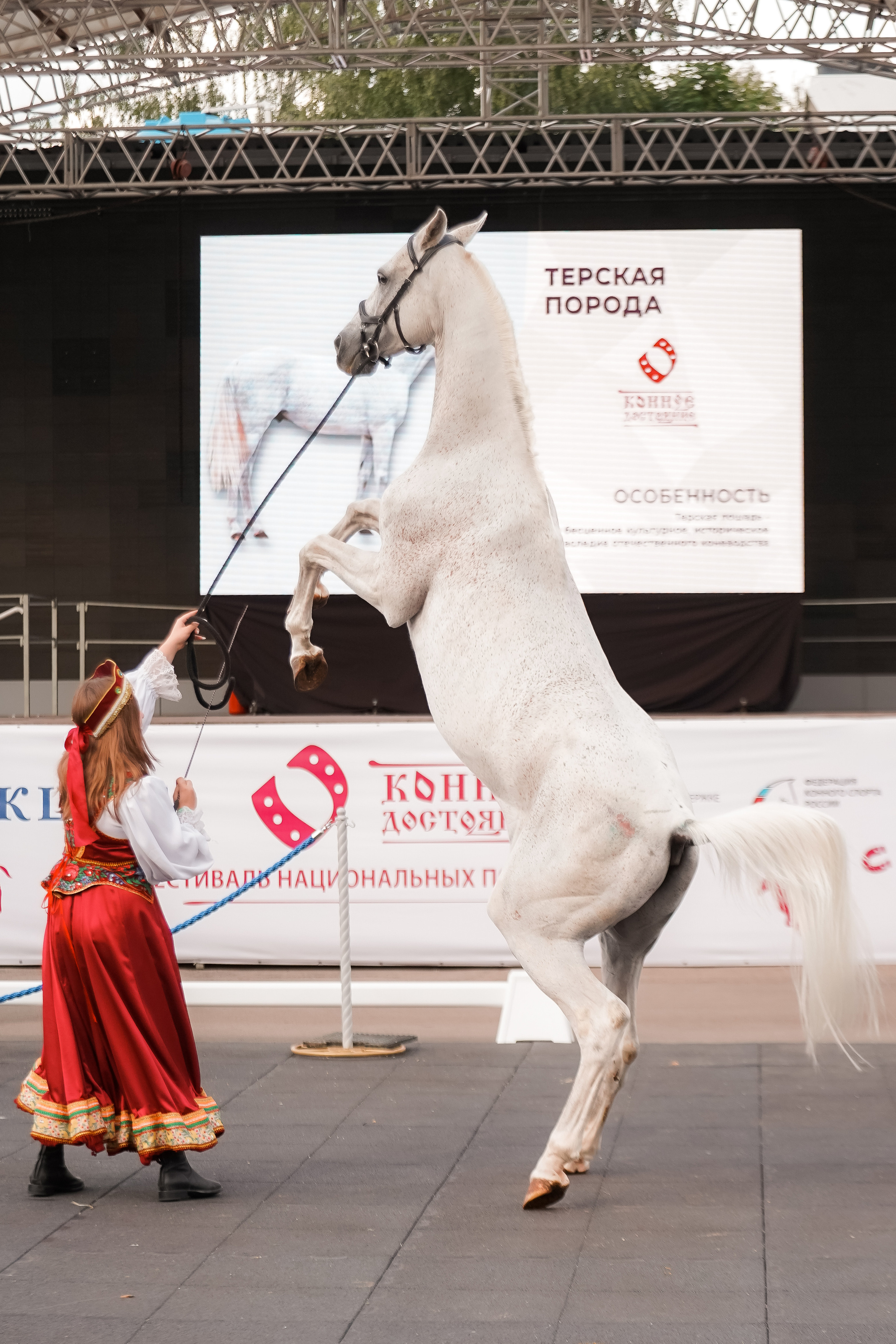 Фестиваль национальных пород лошадей в Парке Сокольники. Фотограф-анималист, портретный фотограф в Чебоксарах Мария Садыкова
