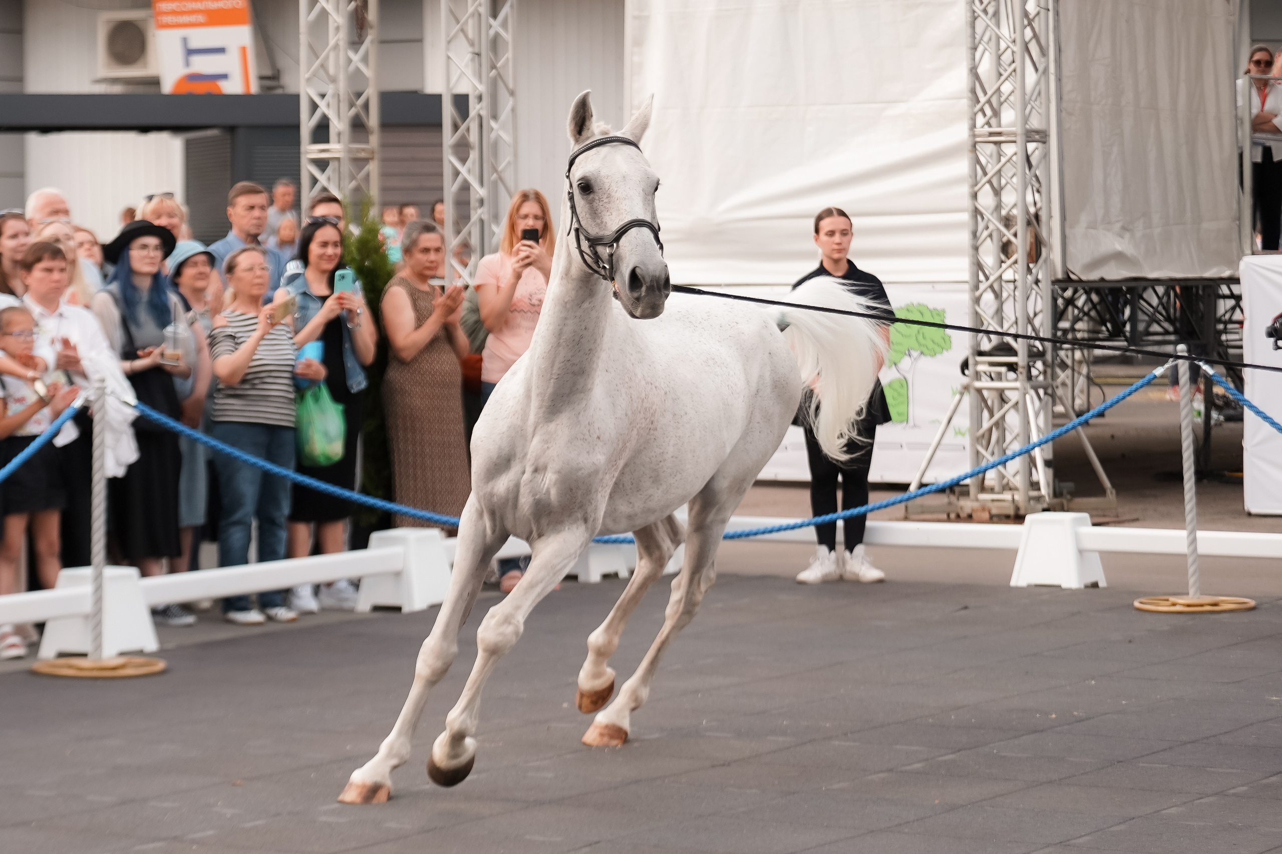 Фестиваль национальных пород лошадей в Парке Сокольники. Фотограф-анималист, портретный фотограф в Чебоксарах Мария Садыкова