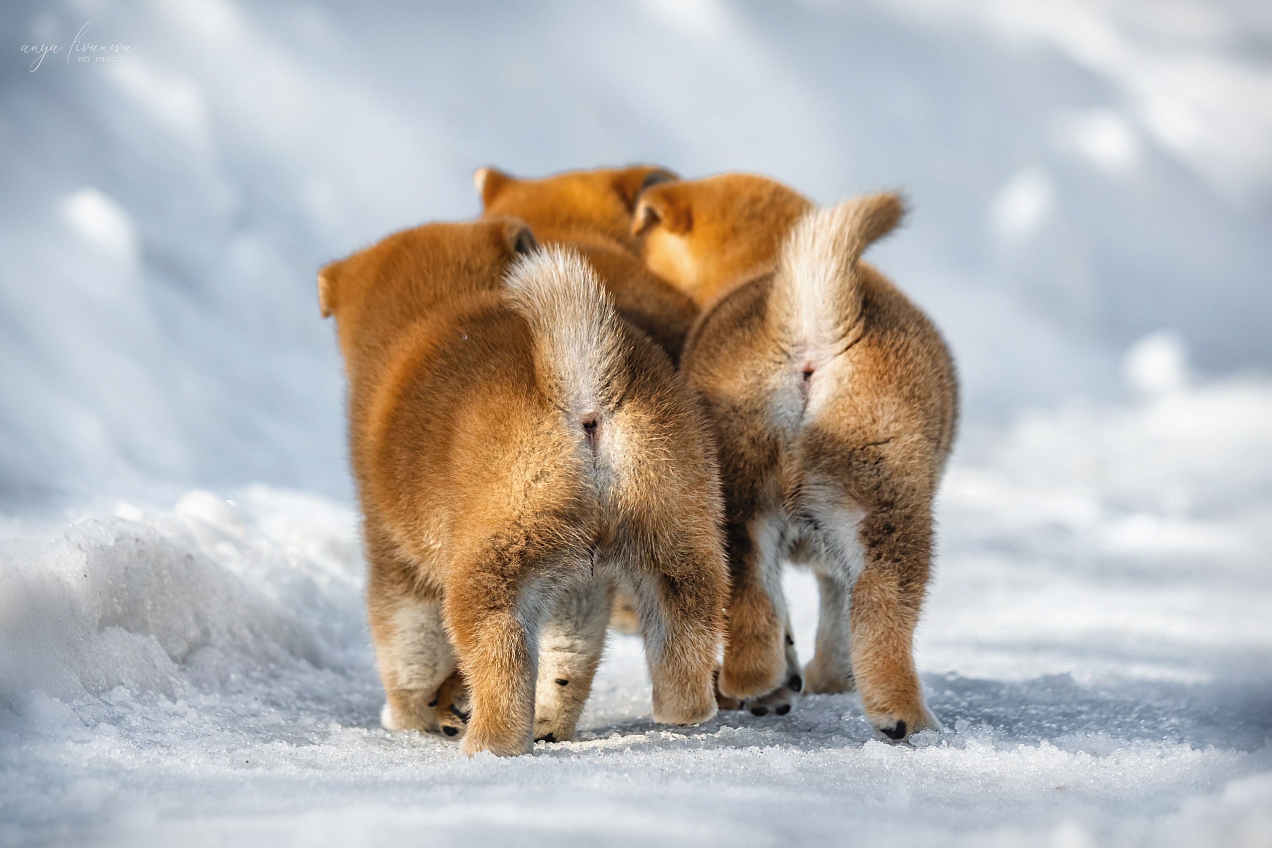 Сибы. Фотограф анималист Аня Ливанова | Рыбинск