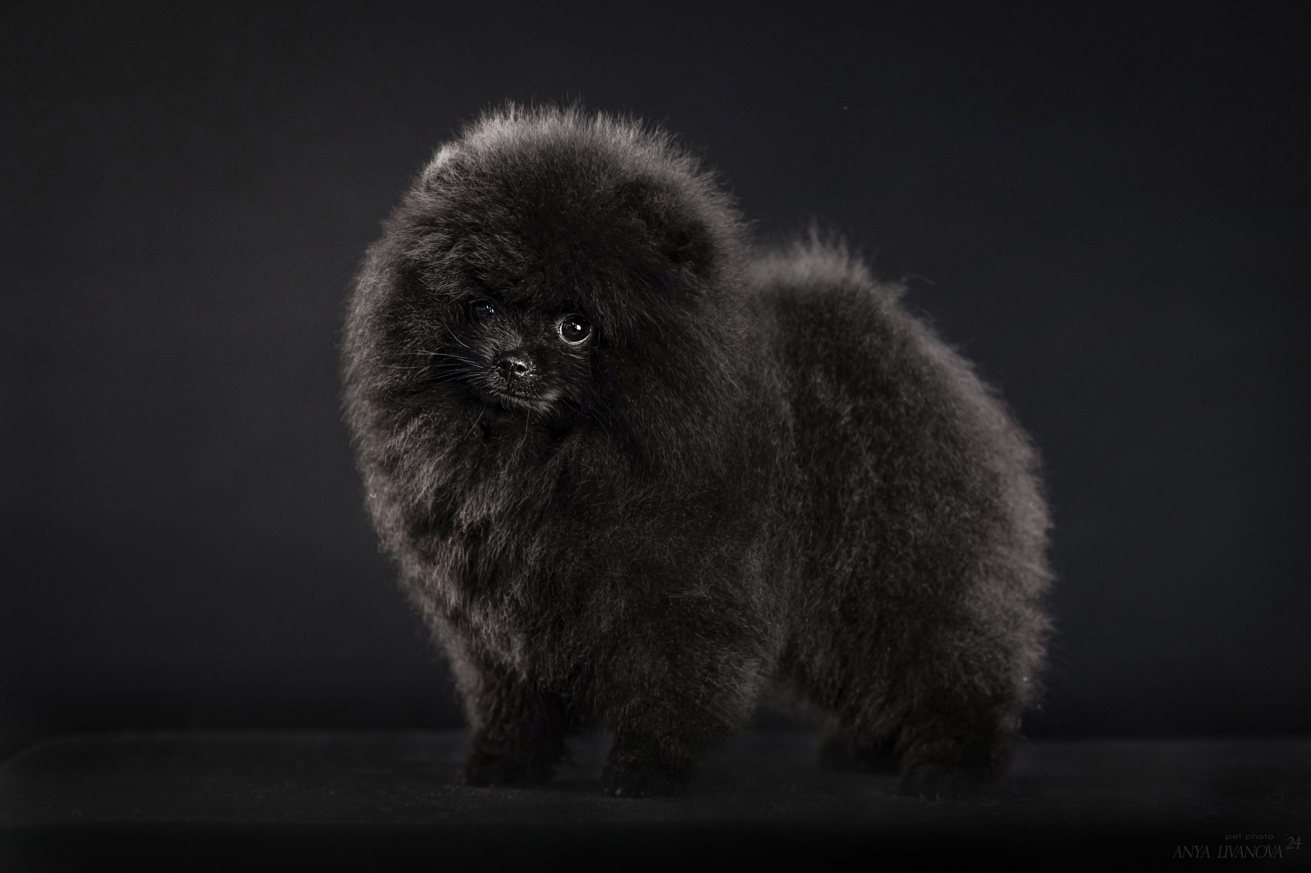 Шпицы. Фотограф анималист Аня Ливанова | Рыбинск