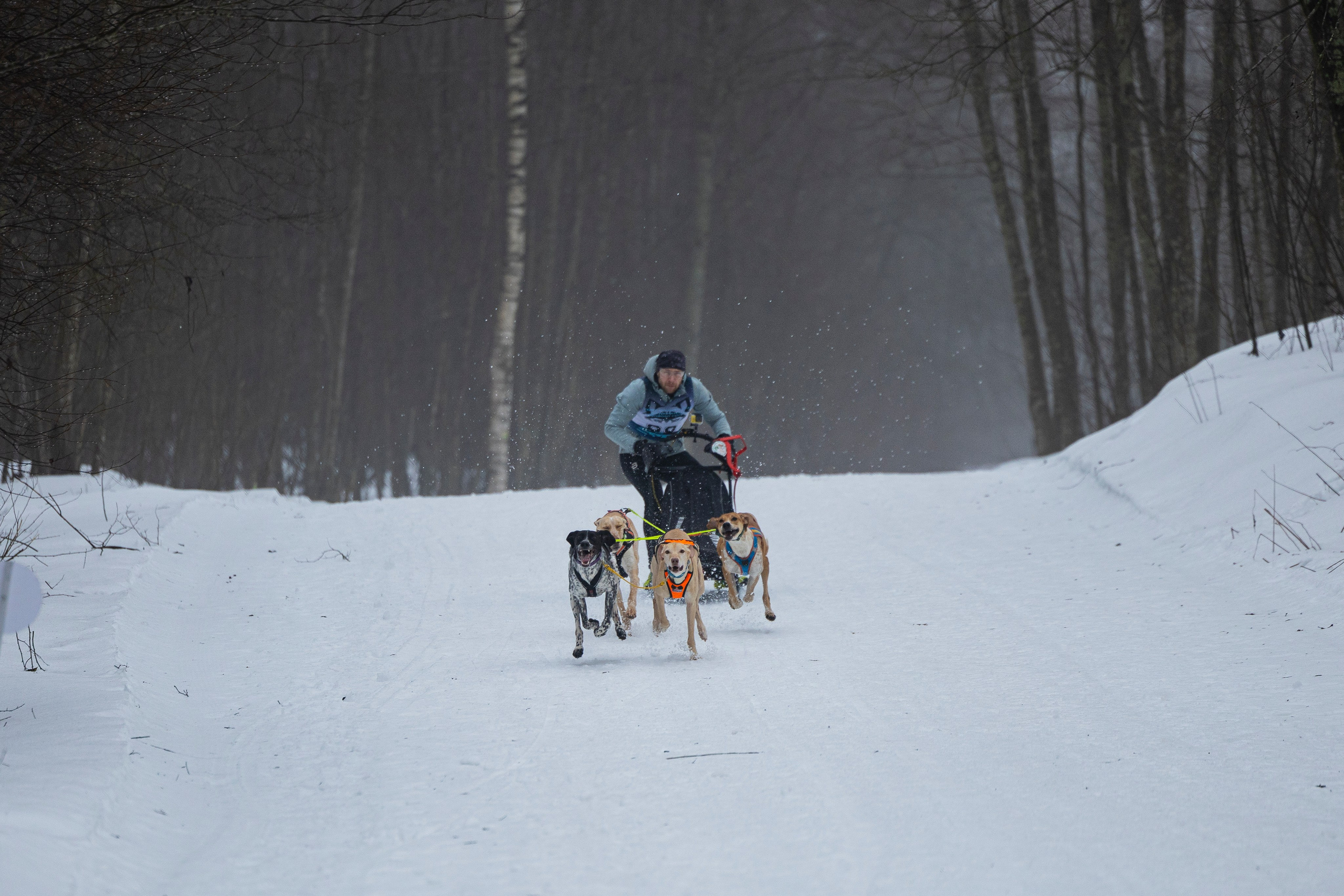 Зимний Чемпионат Санкт-Петербурга по ездовому спорту. Фотограф-анималист Анна Маринич