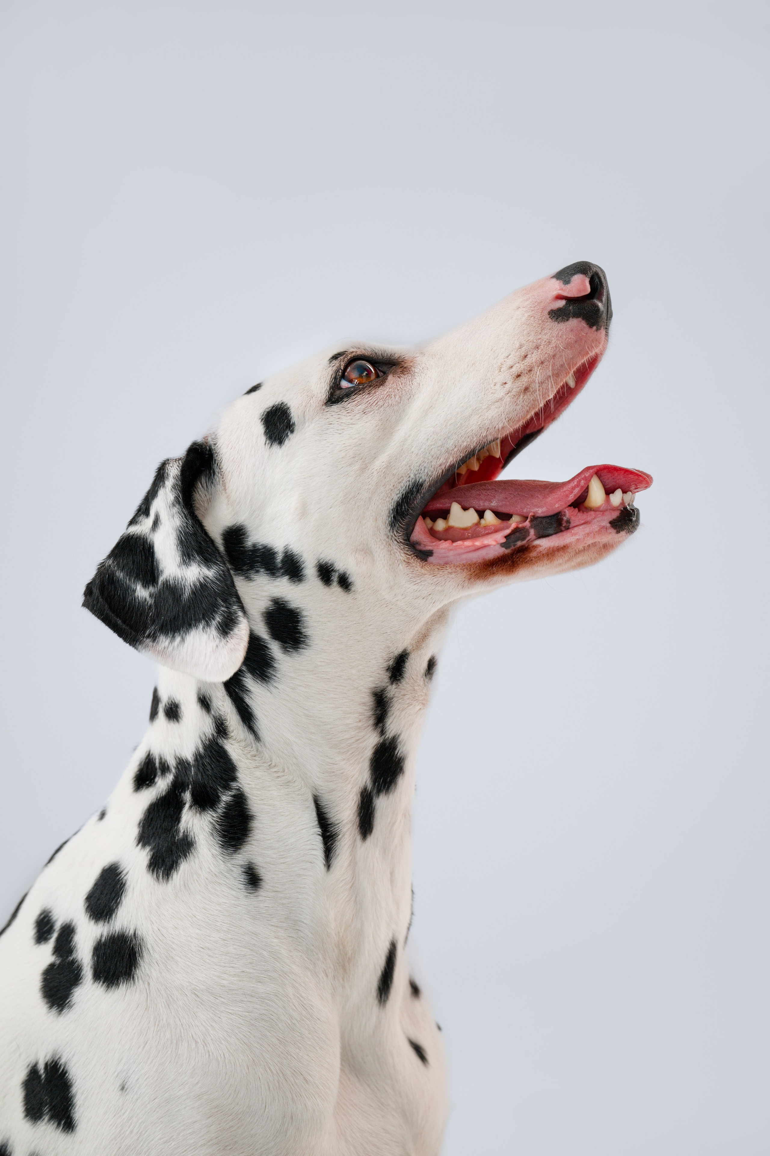 Студия. Фотограф Анималист в Москве Анастасия Жучкова