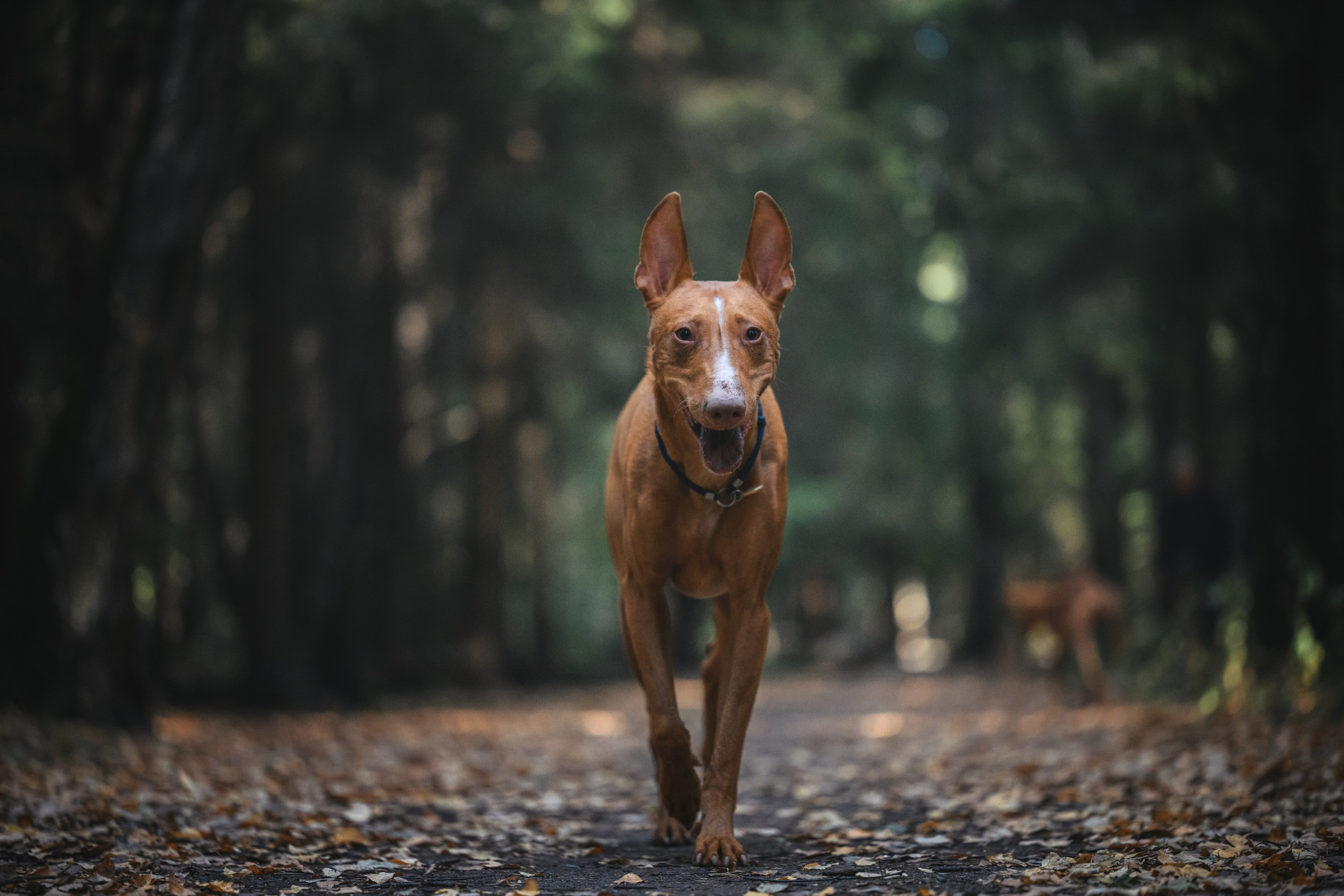 Чирнеко. Лесная прогулка. Фотограф Анималист в Москве Анастасия Жучкова