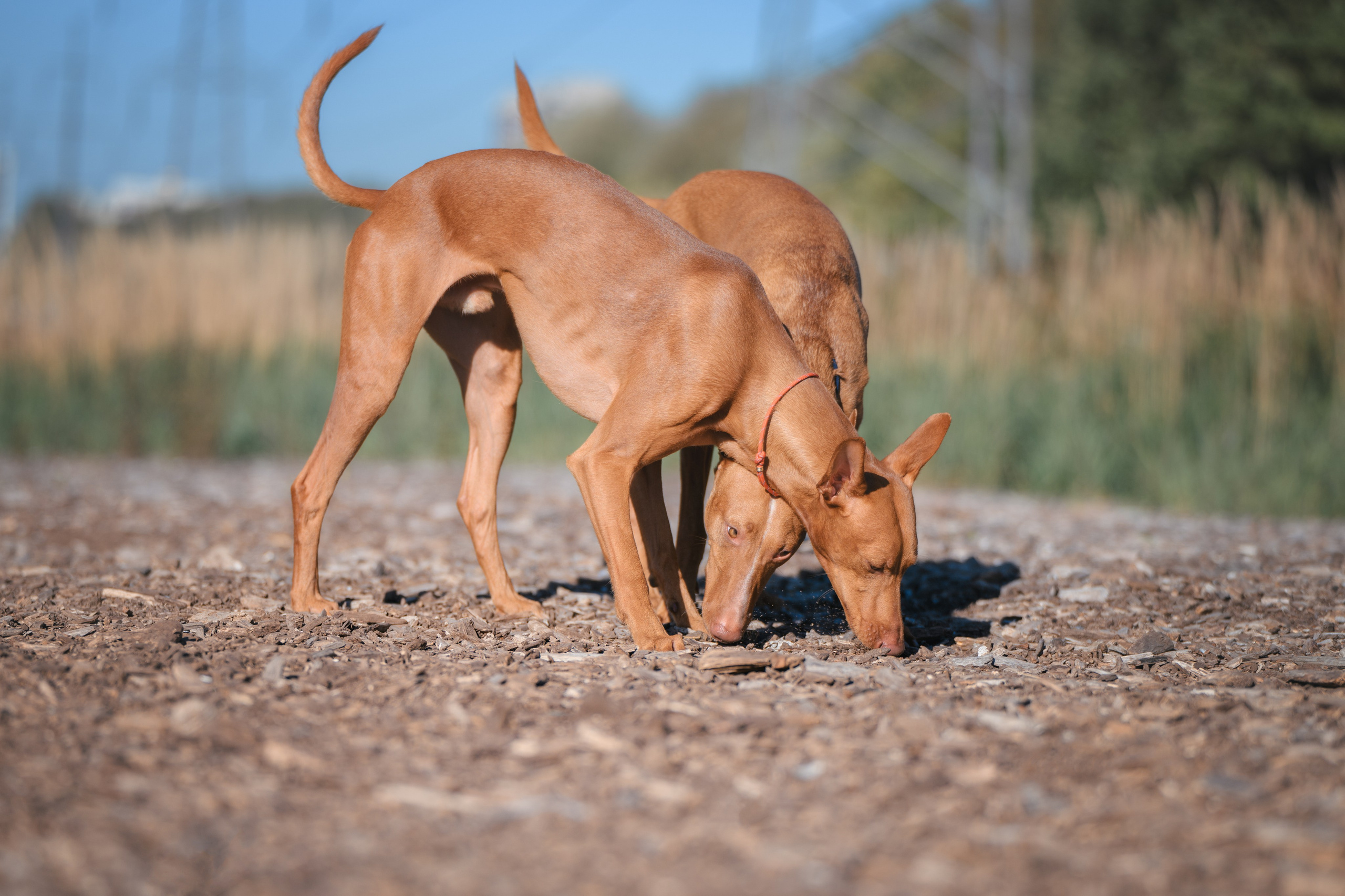 Чирнеко. Лесная прогулка. Фотограф Анималист в Москве Анастасия Жучкова