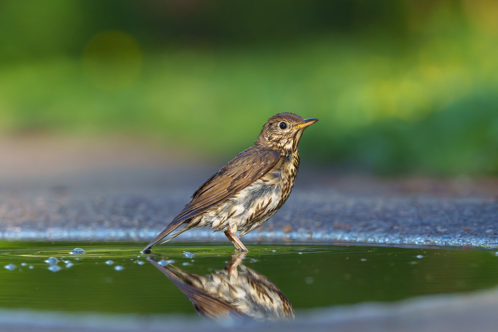 Удивительные мир птиц. Вокруг нас столько прекрасного — присмотритесь!. Ваш личный фотограф Марина Волкова