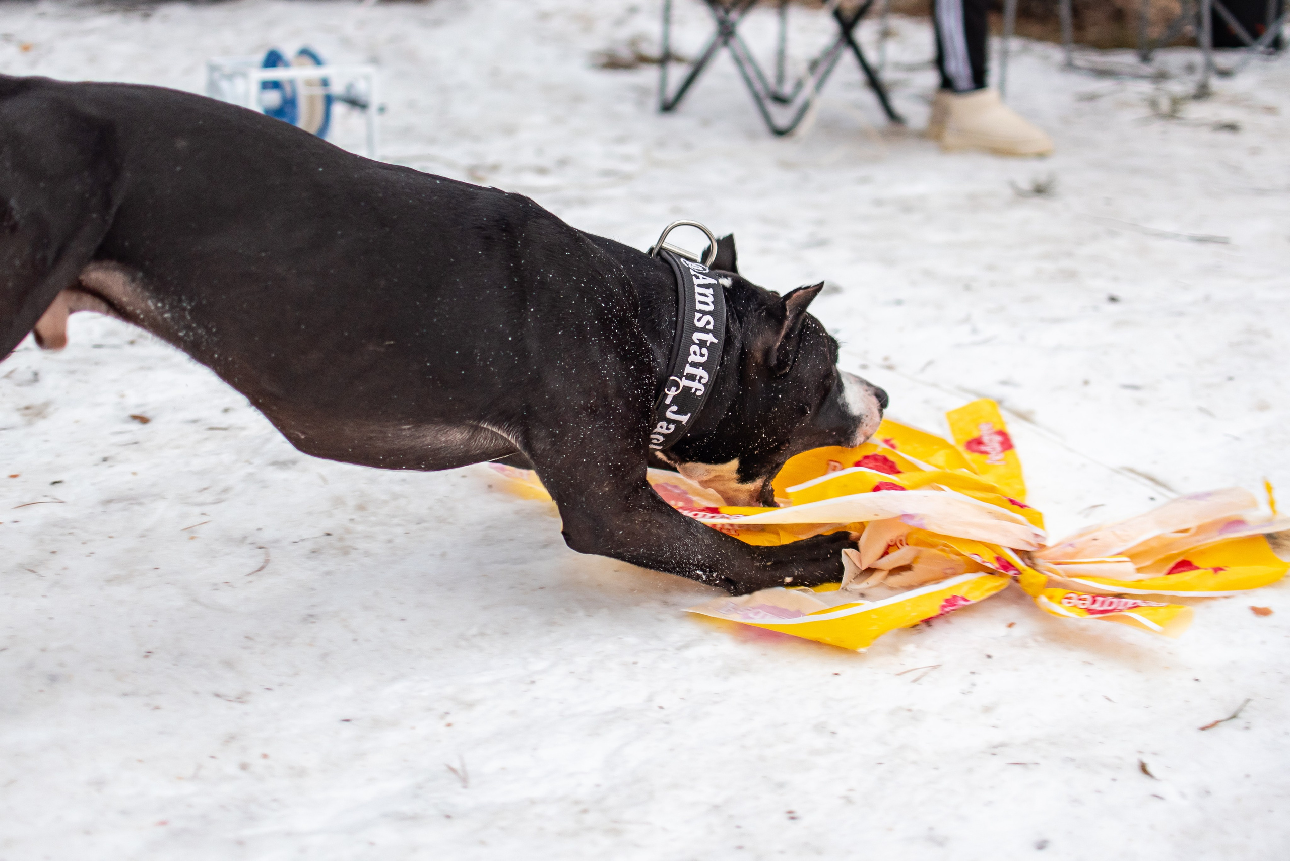 Фотосъёмка с собаками в Кинологическом лагере. Фотограф Макс Огурцов в Нижнем Новгороде