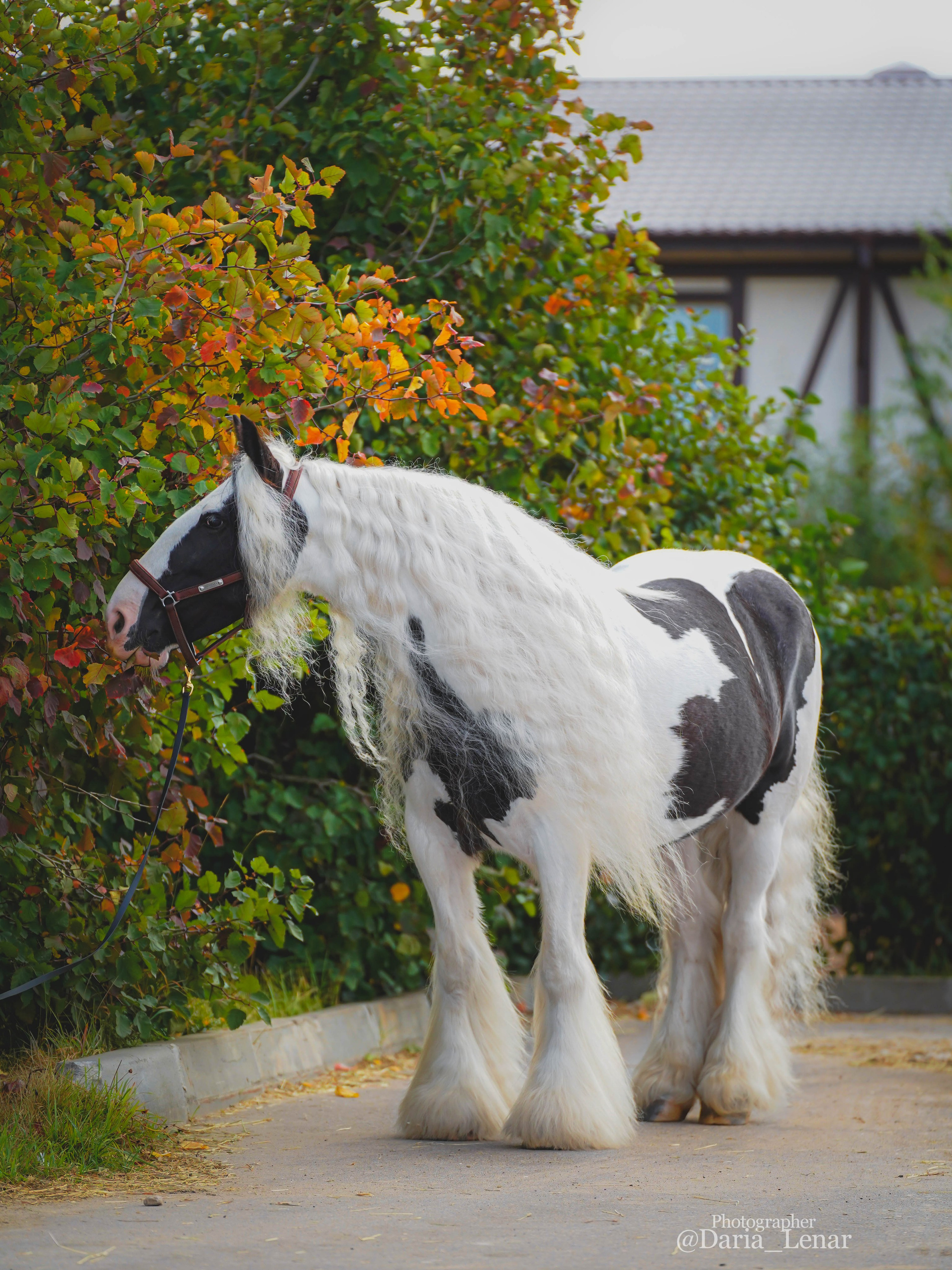 Экстерьер и спорт. Фотограф в Москве Ленарская Дарья