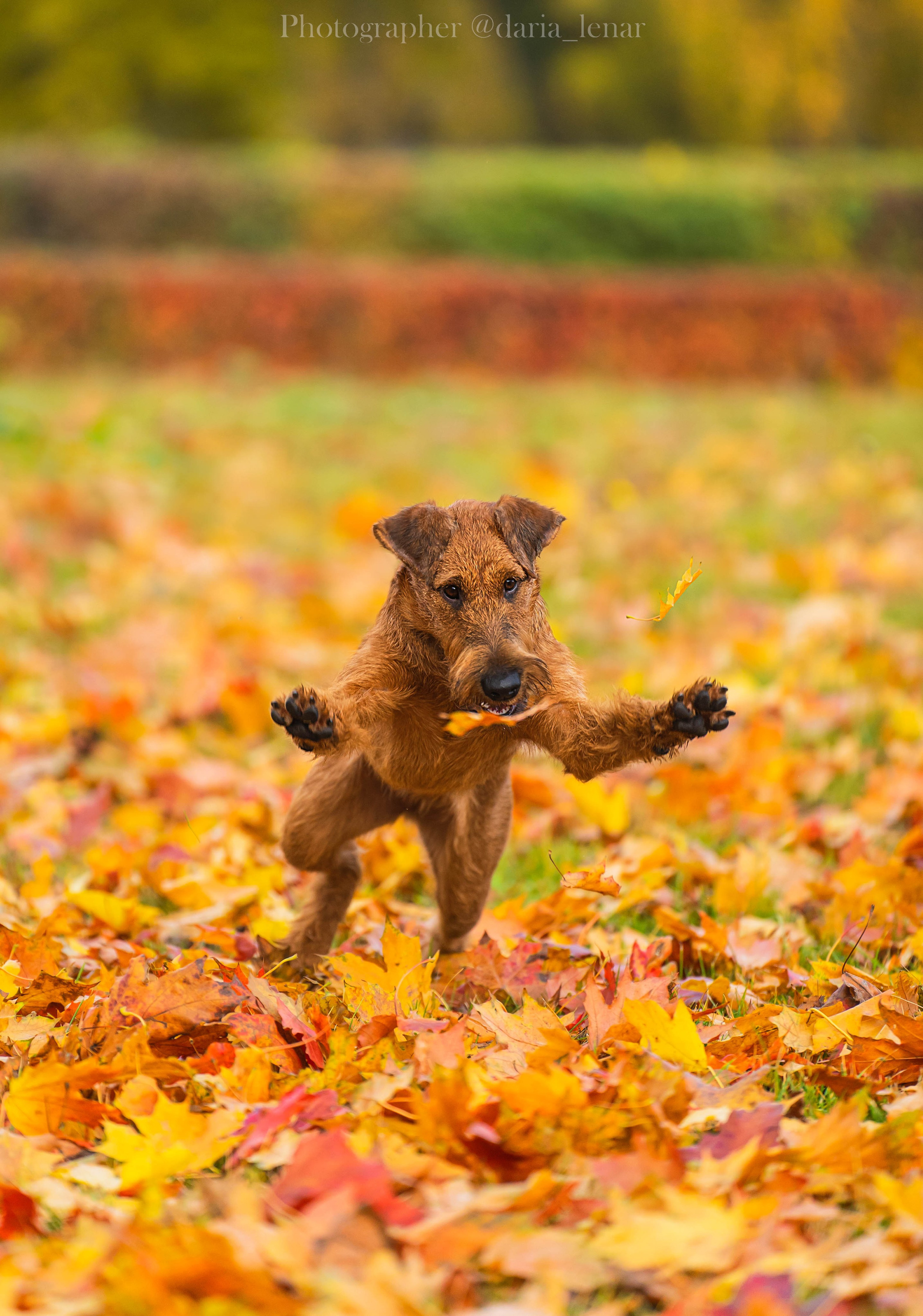 Выставки собак. Фотограф в Москве Ленарская Дарья