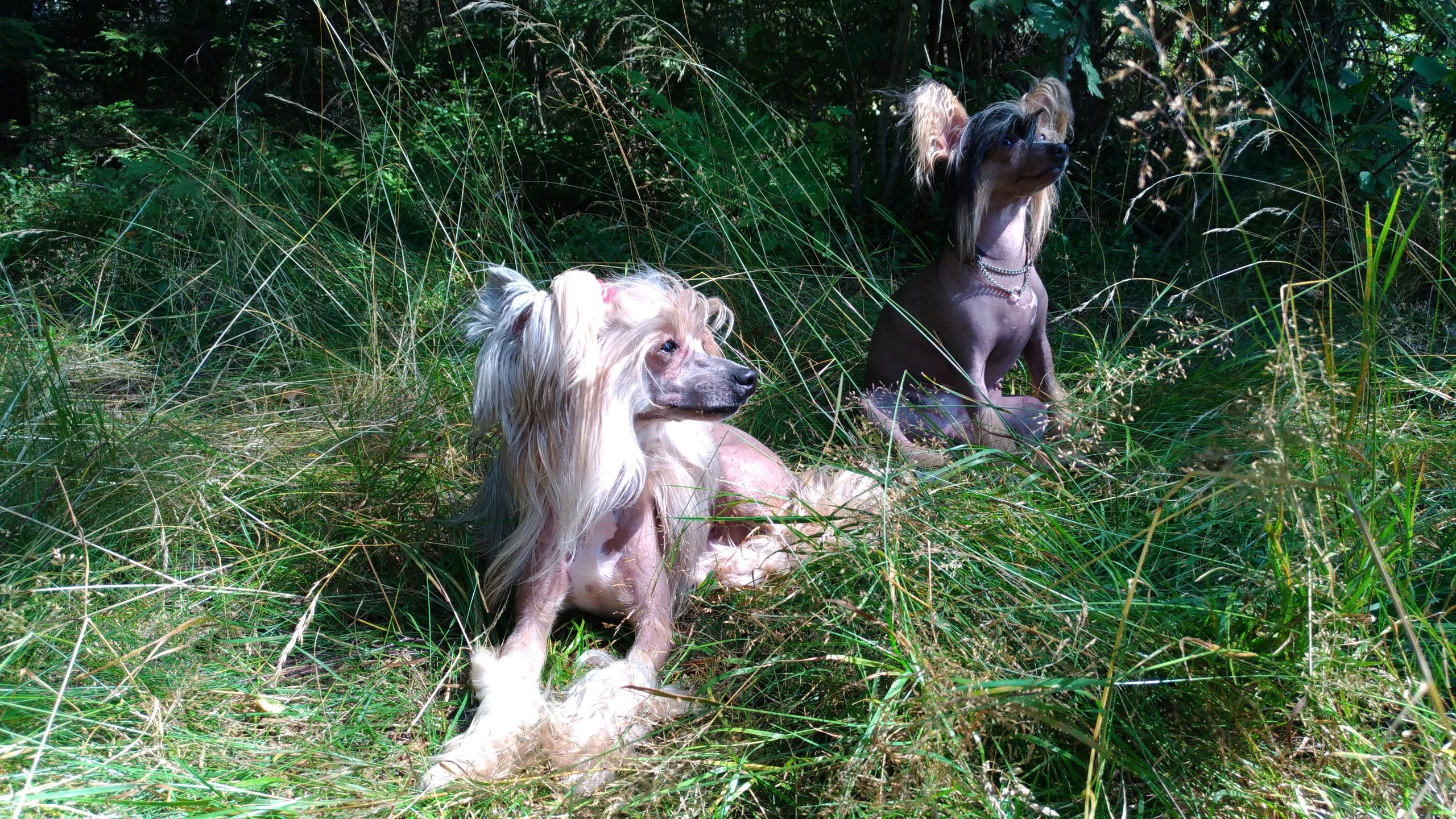 Hike to Konakovo. Poale Ell Chinese Crested Dog Kennel: Buy a puppy from the kennel