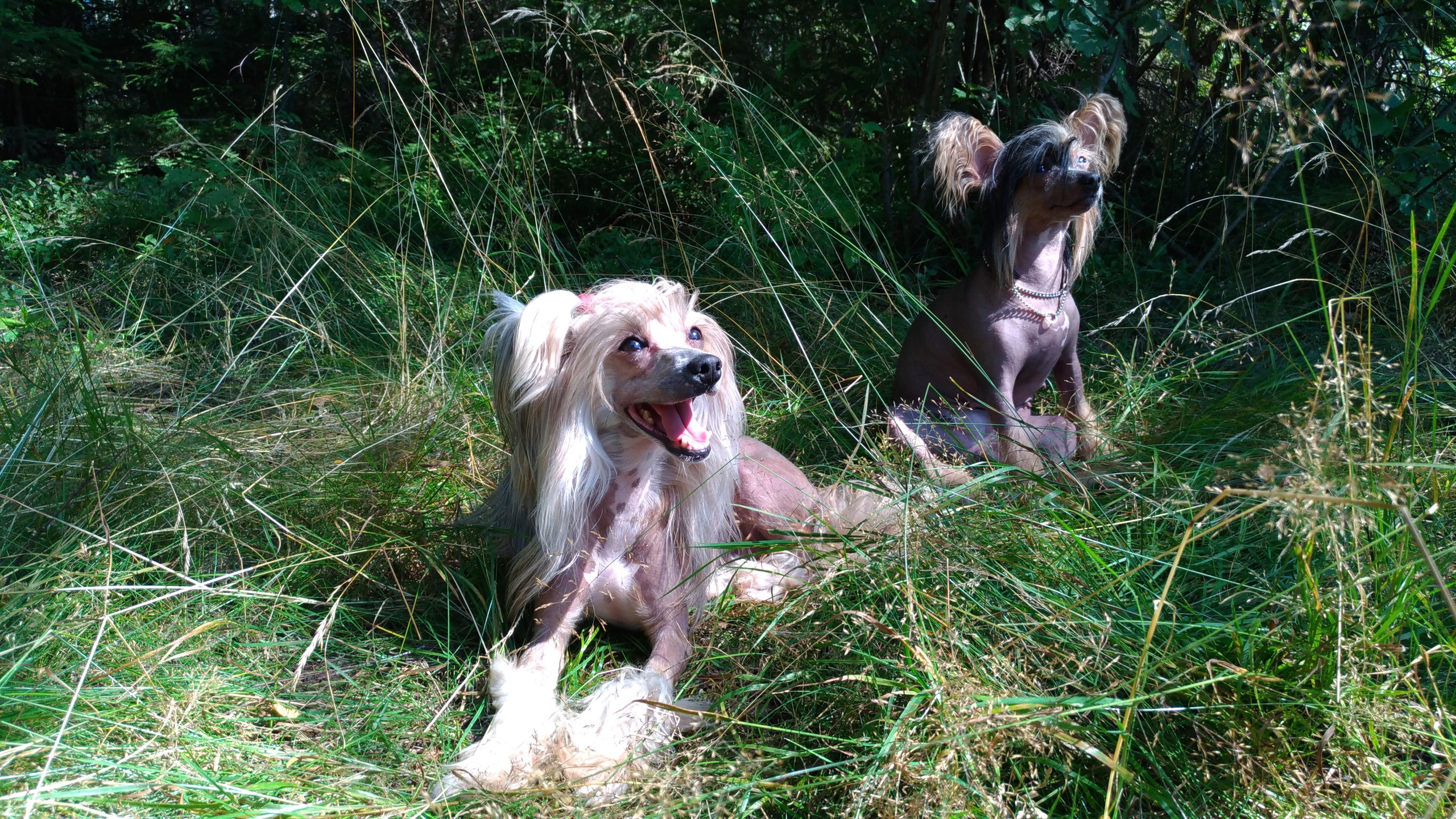 Hike to Konakovo. Poale Ell Chinese Crested Dog Kennel: Buy a puppy from the kennel