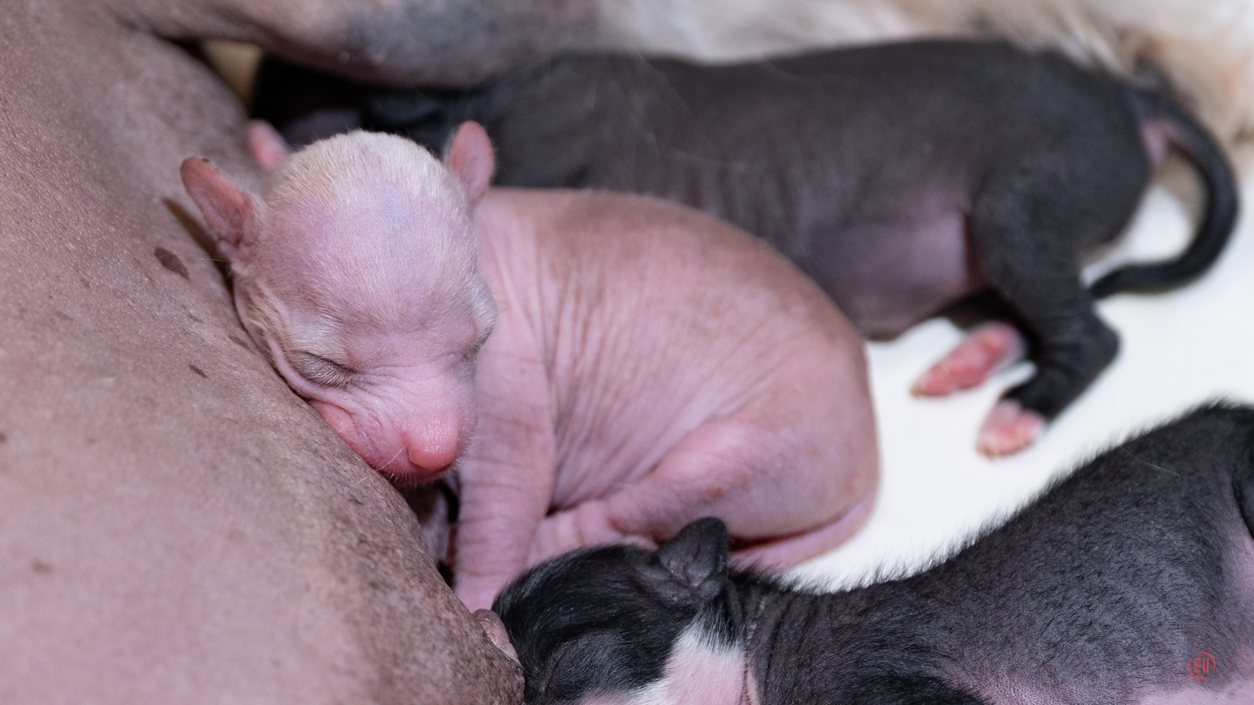 4-й день. Poale Ell Dora