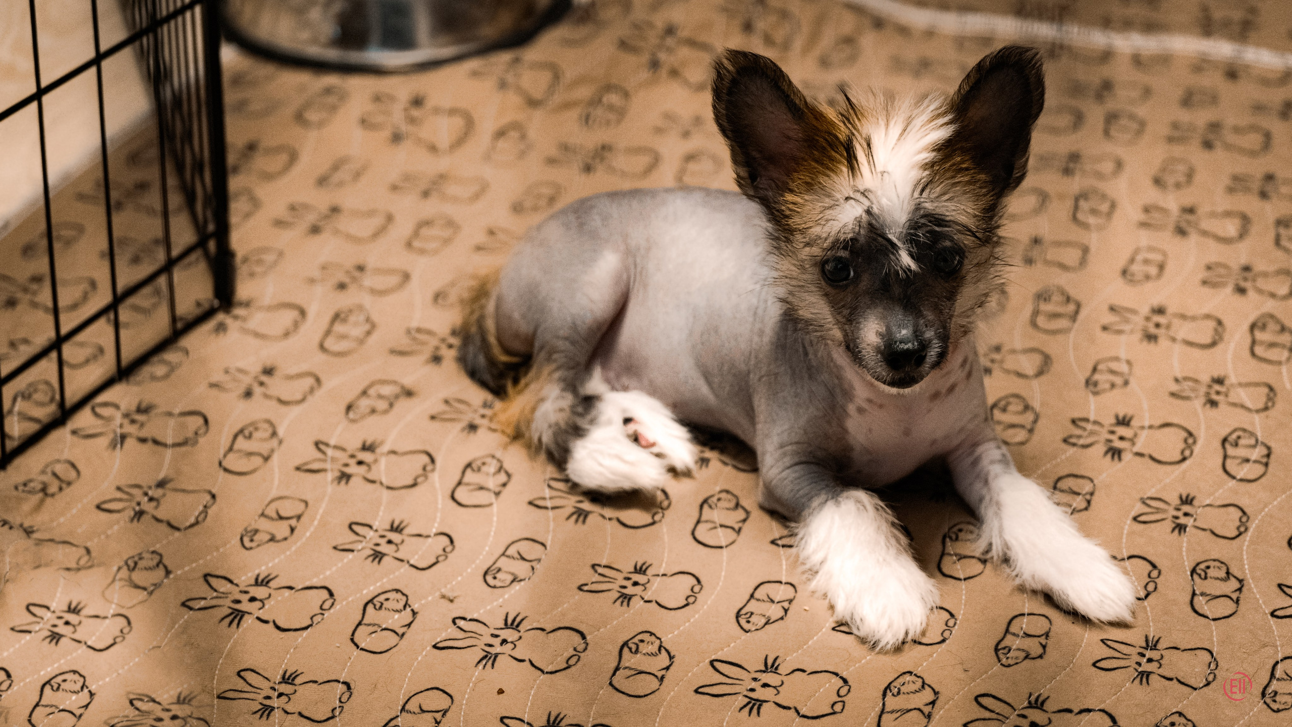 Poale Ell Deniz. Poale Ell Chinese Crested Dog Kennel: Buy a puppy from the kennel