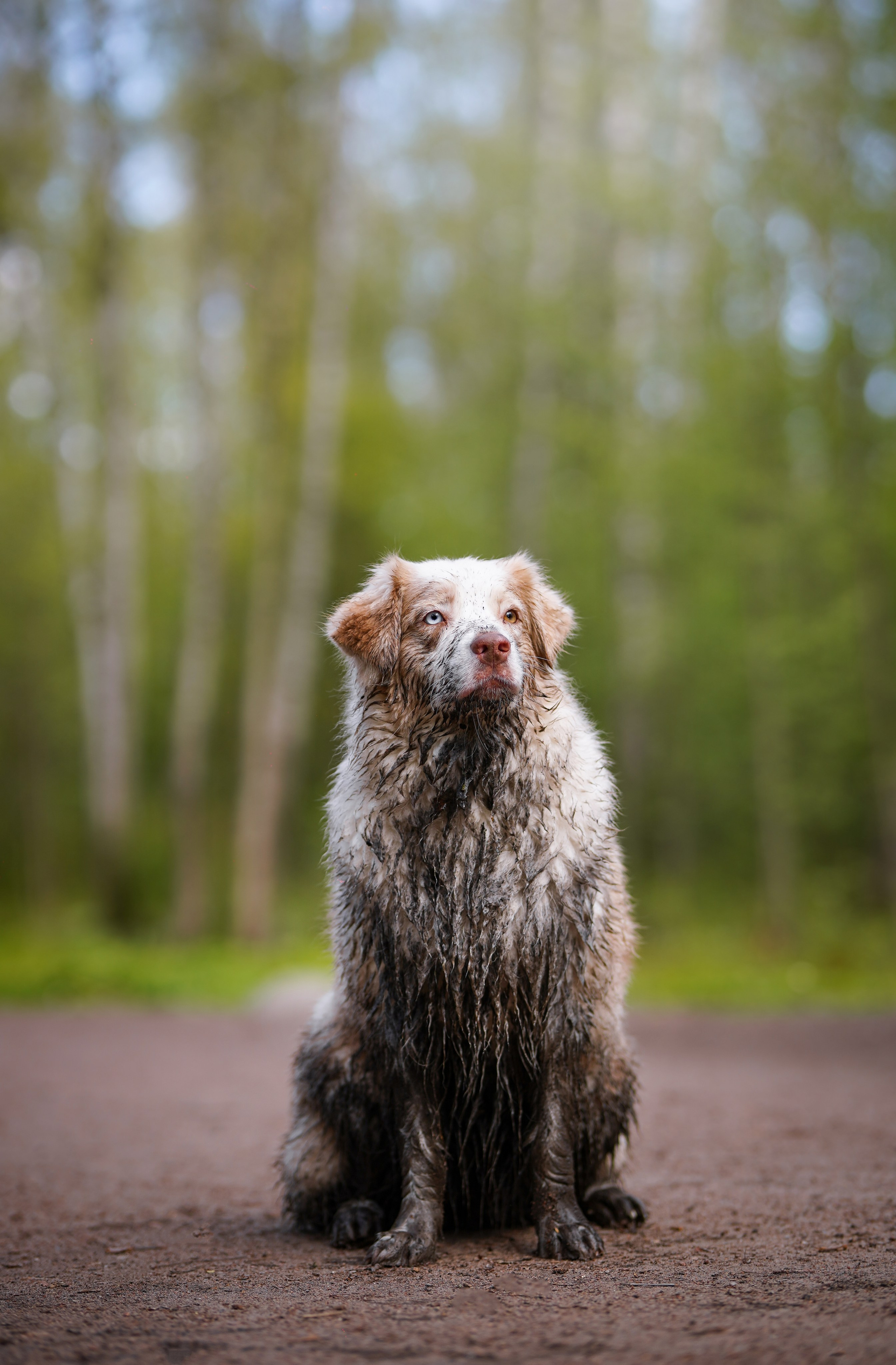 Рокки и Гермиона. Фотограф-анималист в Санкт-Петербурге Яна Мартынова