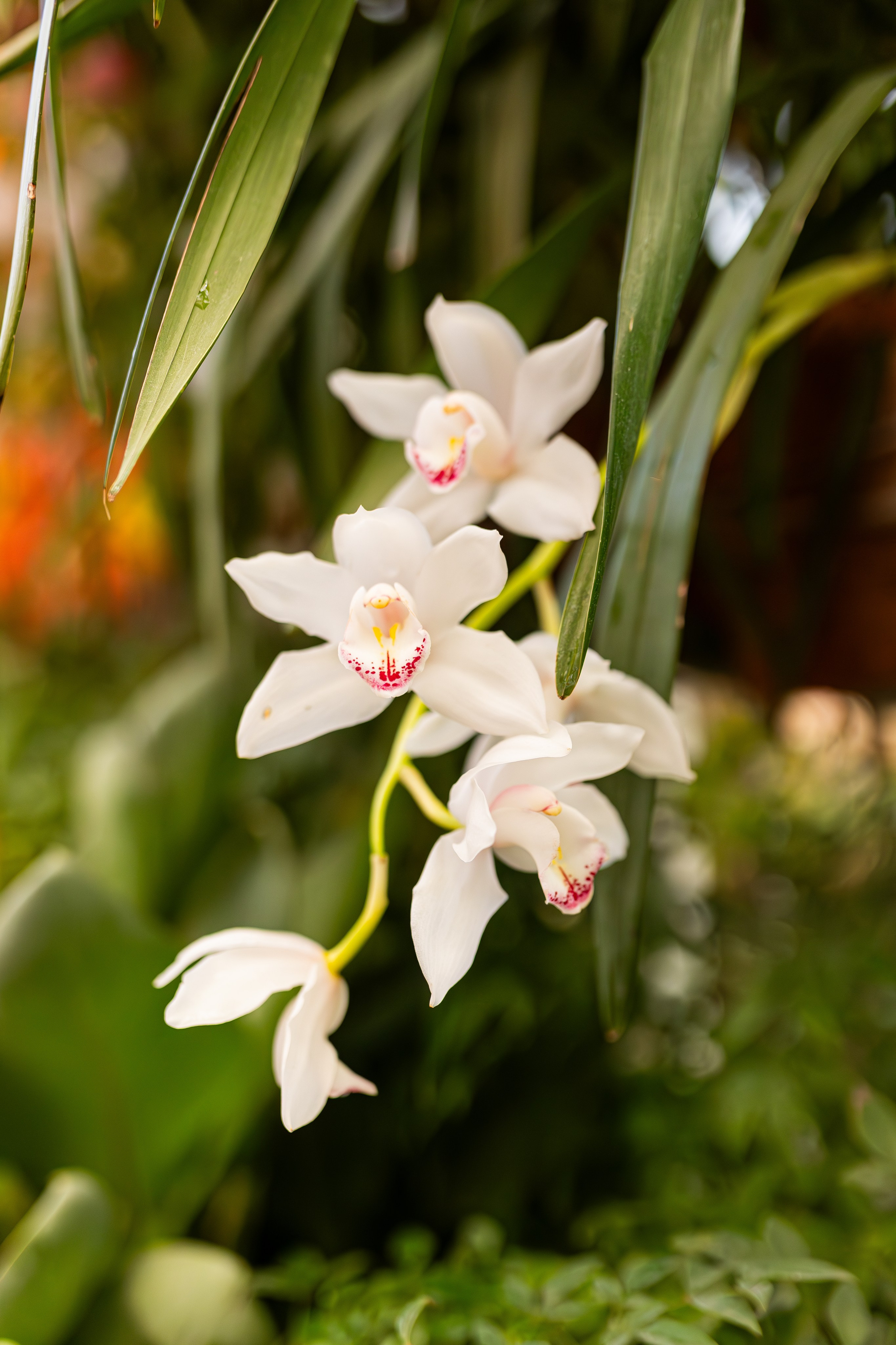 Аптекарский огород МГУ. Китай. Александра Куликова фотограф, Москва