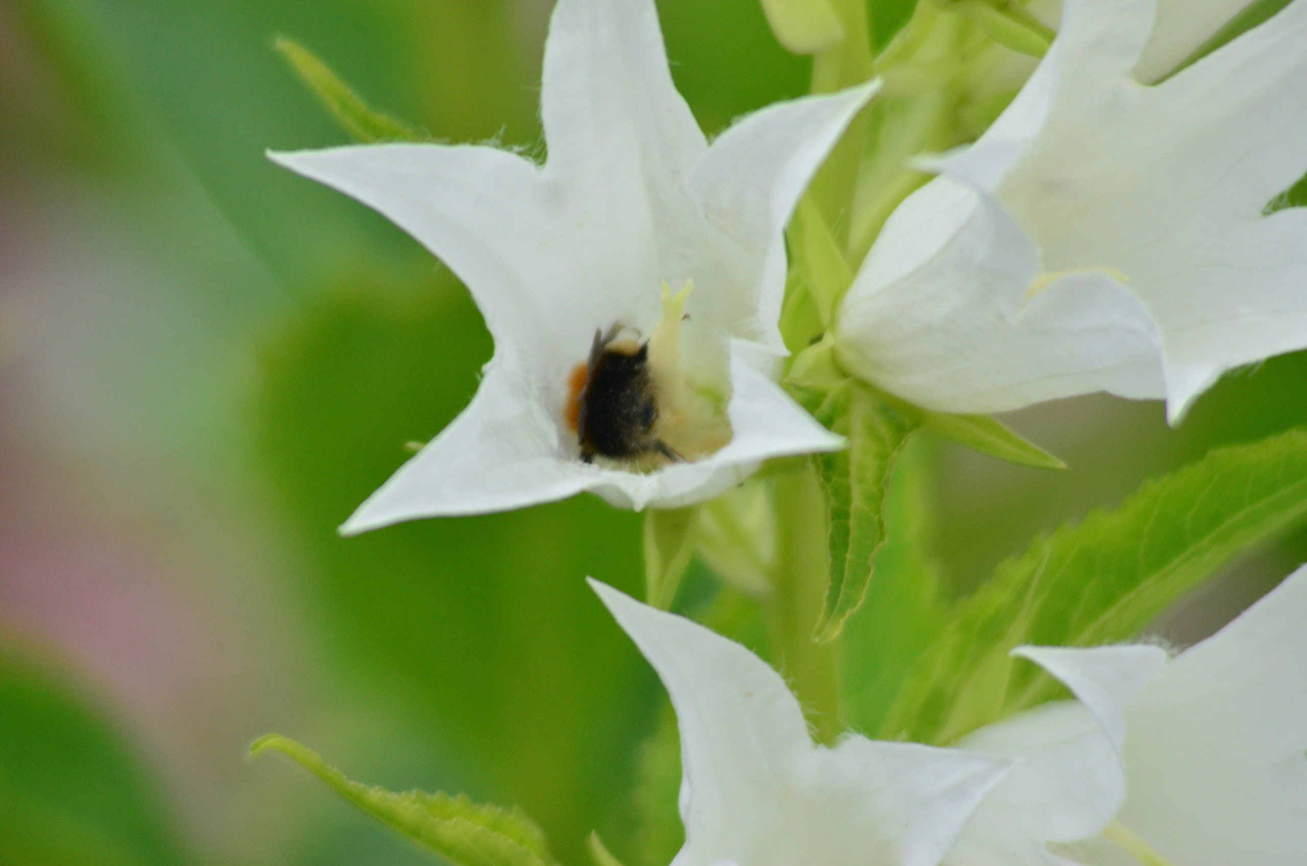 Дары природы. Фотограф viktor viktor