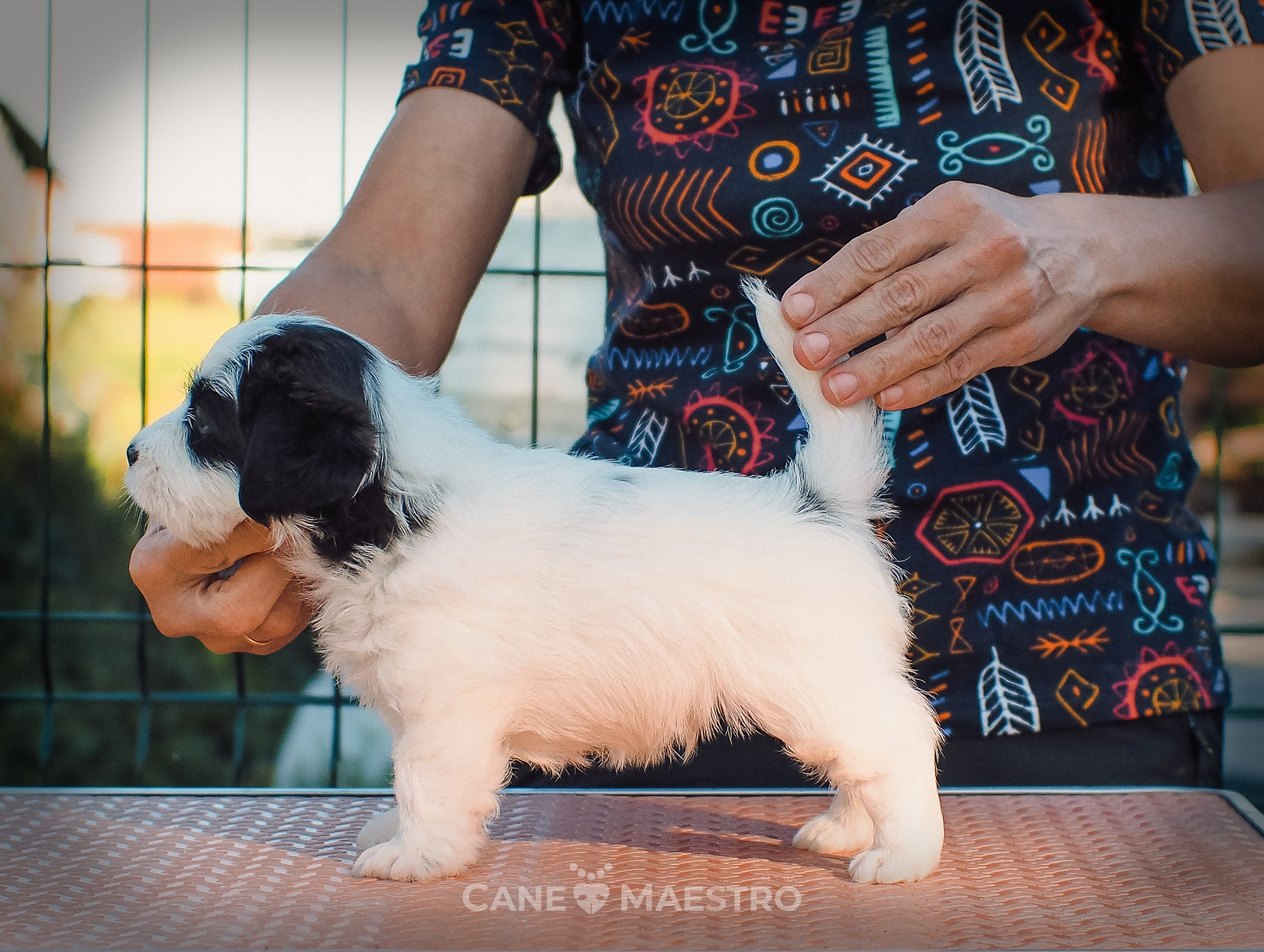 КОБZ_4_ЧБ_27_08_25. CANE MAESTRO — kennel Jack Russell Terrier