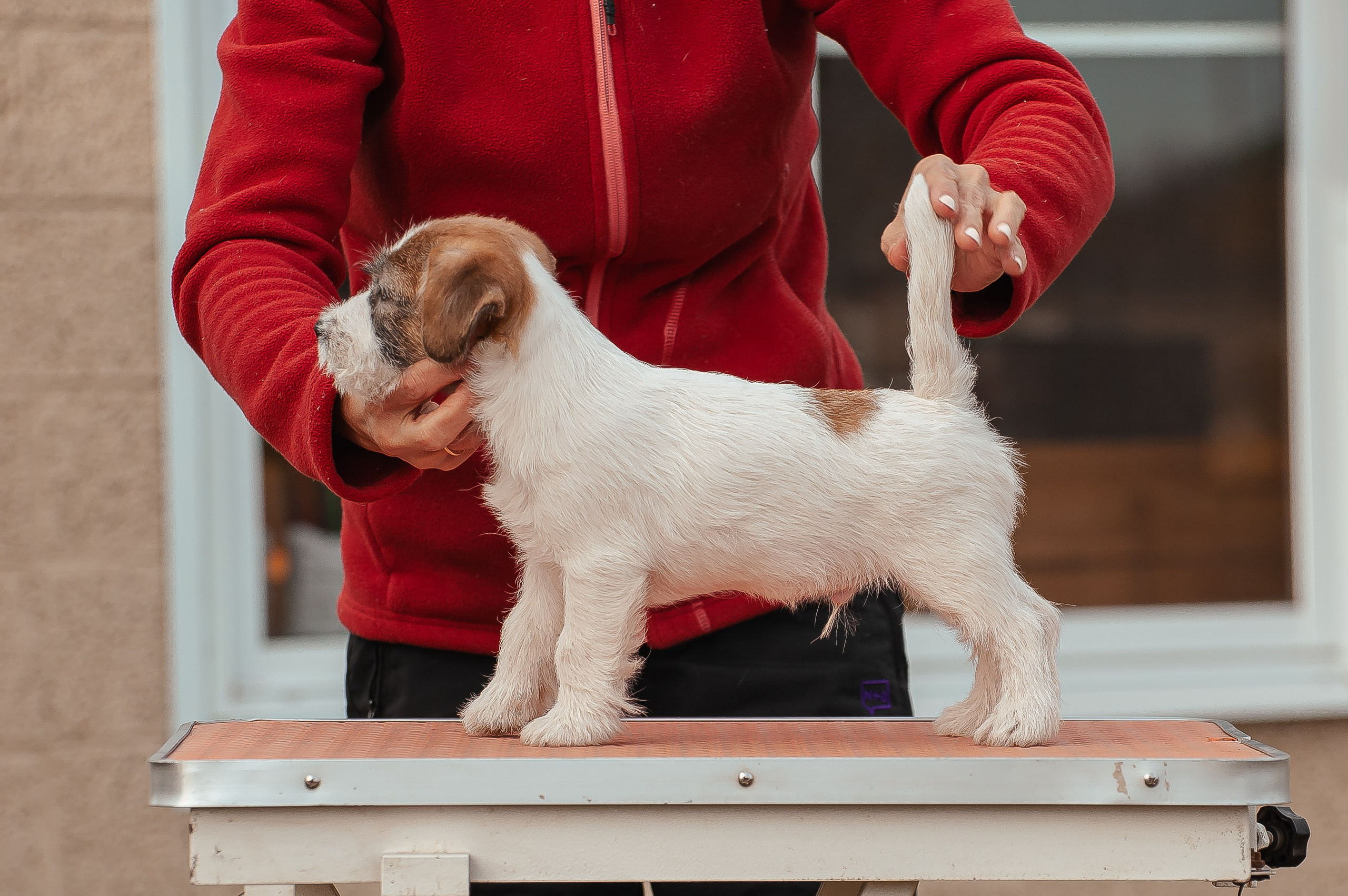 Щенок кобель ДРТ. КАНЕ МАЭСТРО — питомник Джек рассел терьеров
