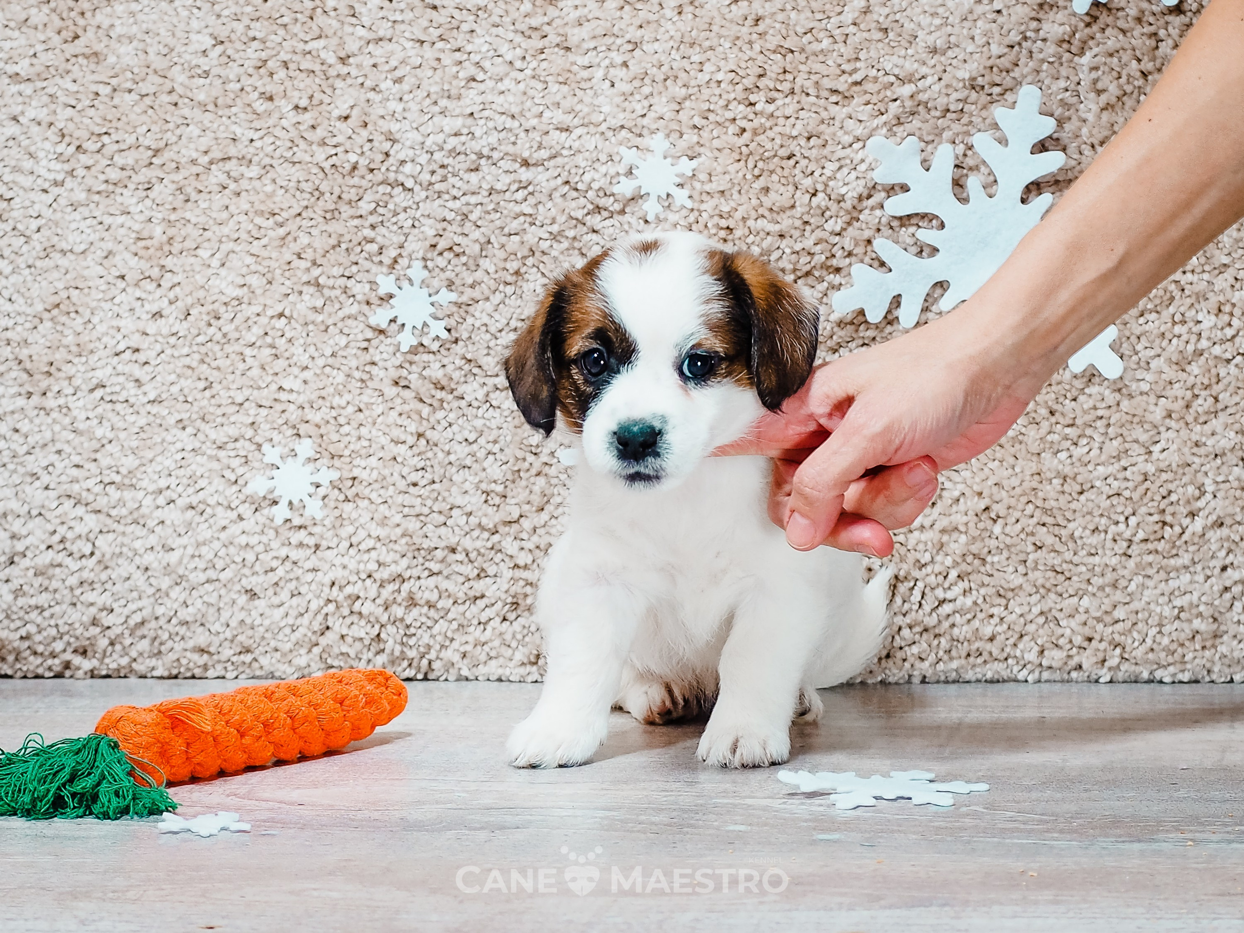 3_Девочка_СНЕЖНАЯ_Ц. CANE MAESTRO — kennel Jack Russell Terrier
