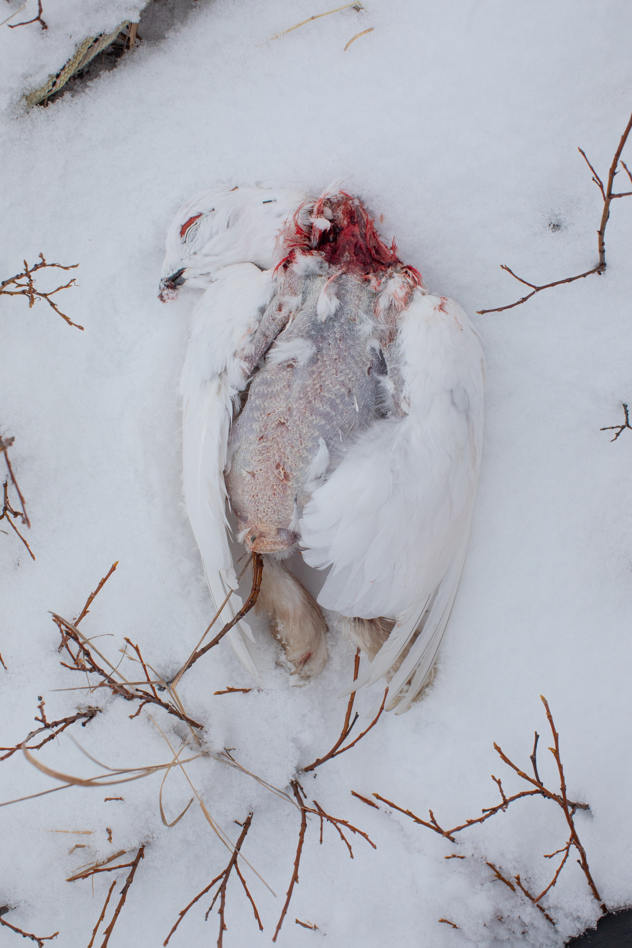 Не забудь накормить озеро. Natalya Madilyan