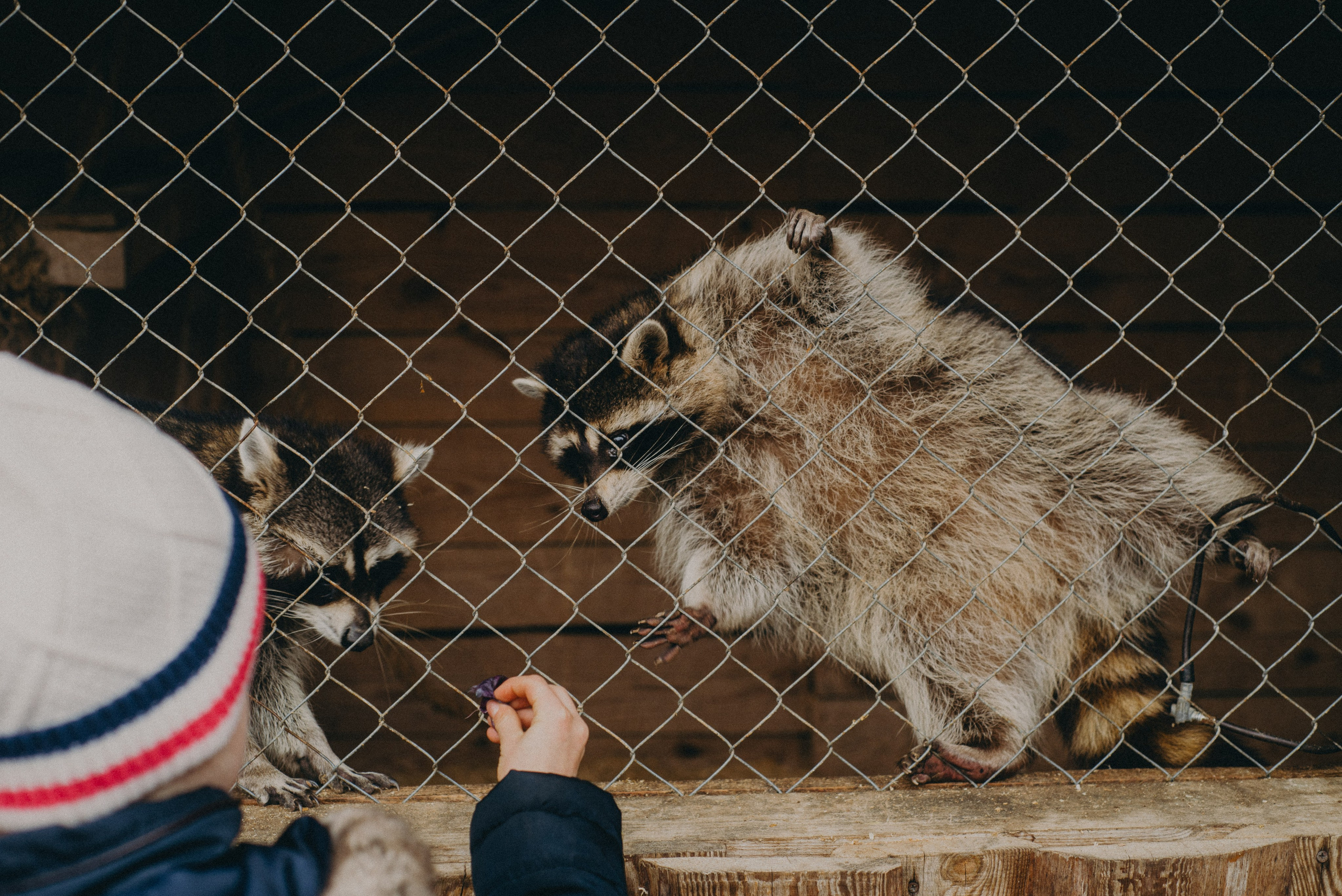 Сирин. Anita_photo