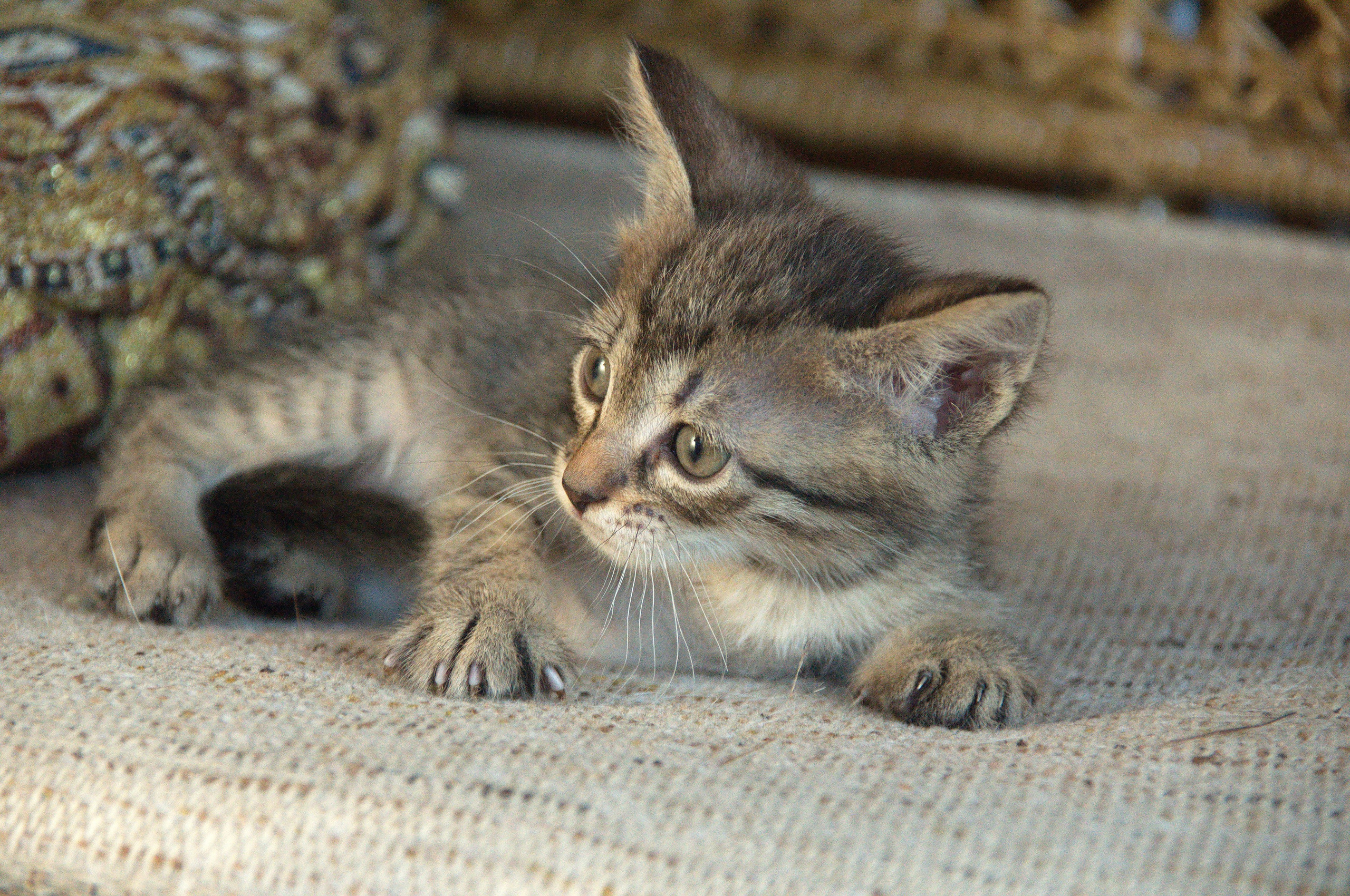 Котята на кушетке. Фотограф Евгений Симохин