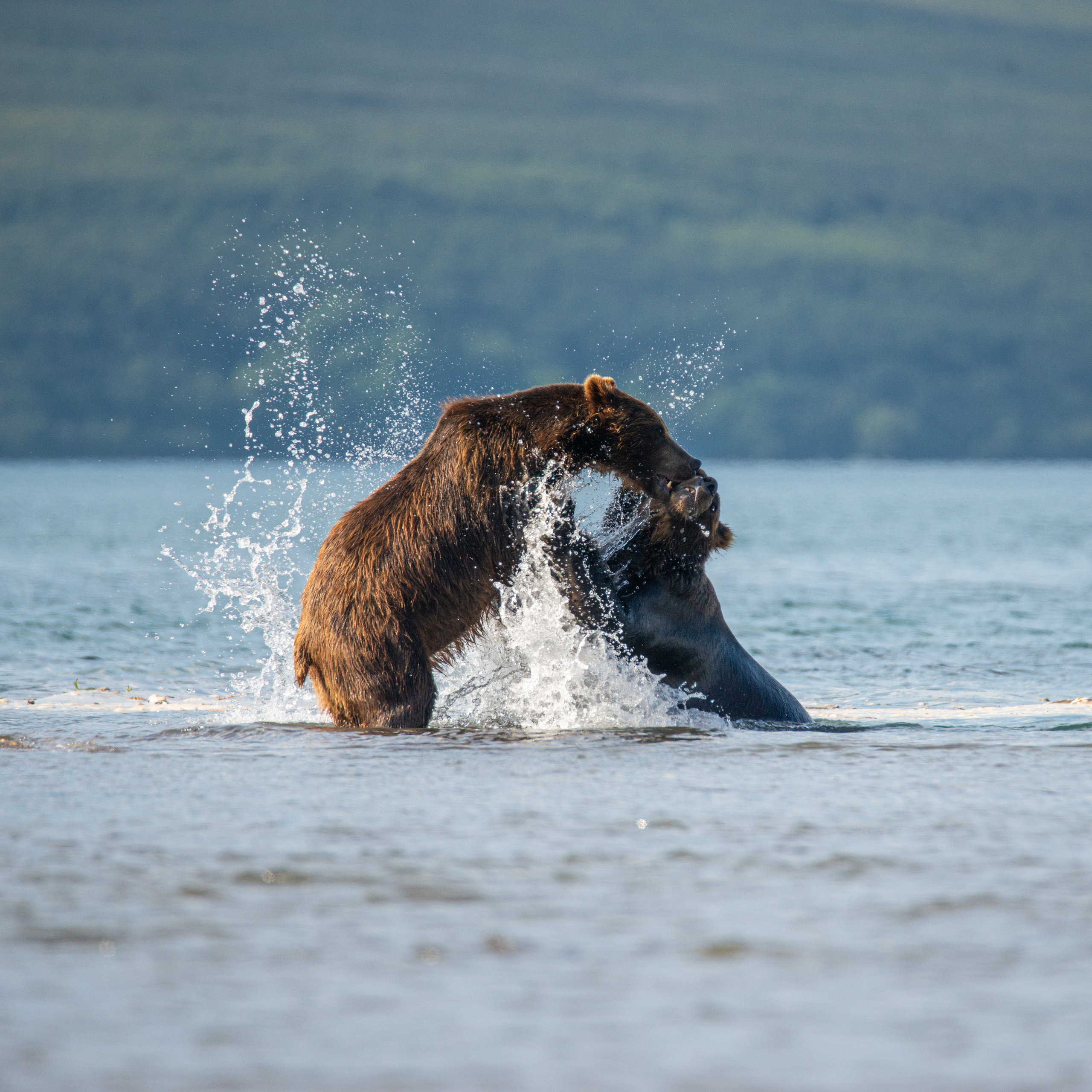 Камчатка — земля медведей. Игорь Иванко — Репортажный и событийный фотограф. Москва