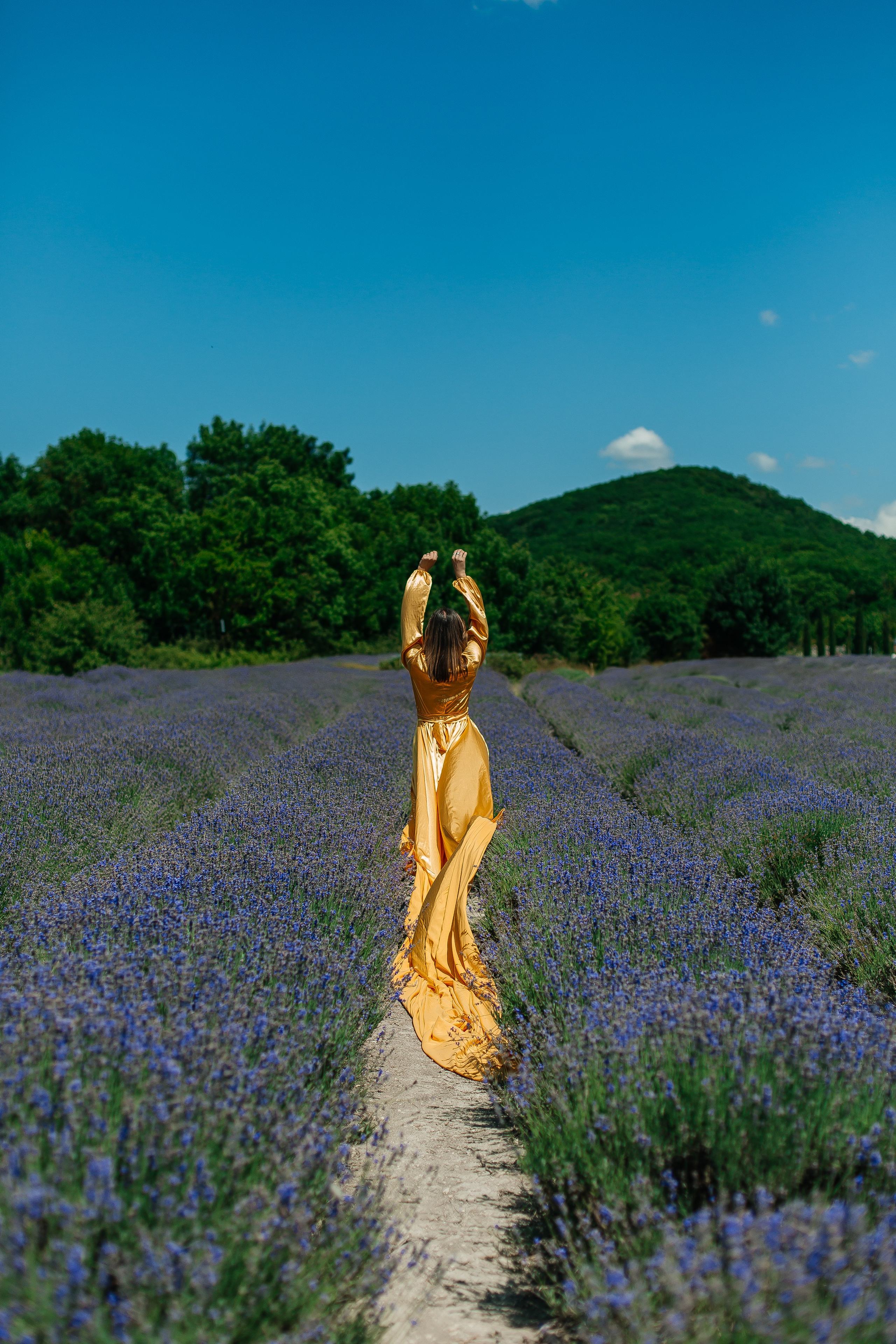 Лавандовые поля